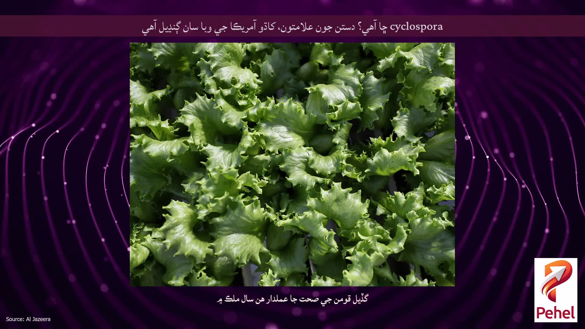 cyclospora ڇا آهي؟ دستن جون علامتون، کاڌو آمريڪا جي وبا سان ڳنڍيل آهي