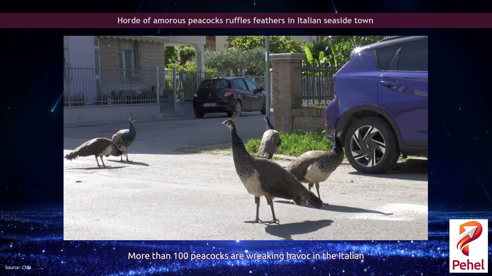 Horde of amorous peacocks ruffles feathers in Italian seaside town