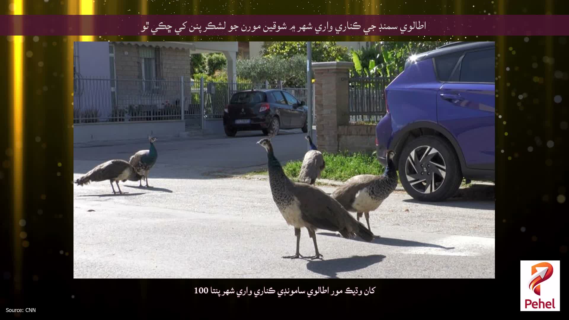اطالوي سمنڊ جي ڪناري واري شهر ۾ شوقين مورن جو لشڪر پنن کي ڇڪي ٿو