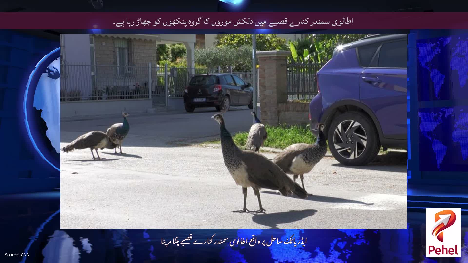 اطالوی سمندر کنارے قصبے میں دلکش موروں کا گروہ پنکھوں کو جھاڑ رہا ہے۔