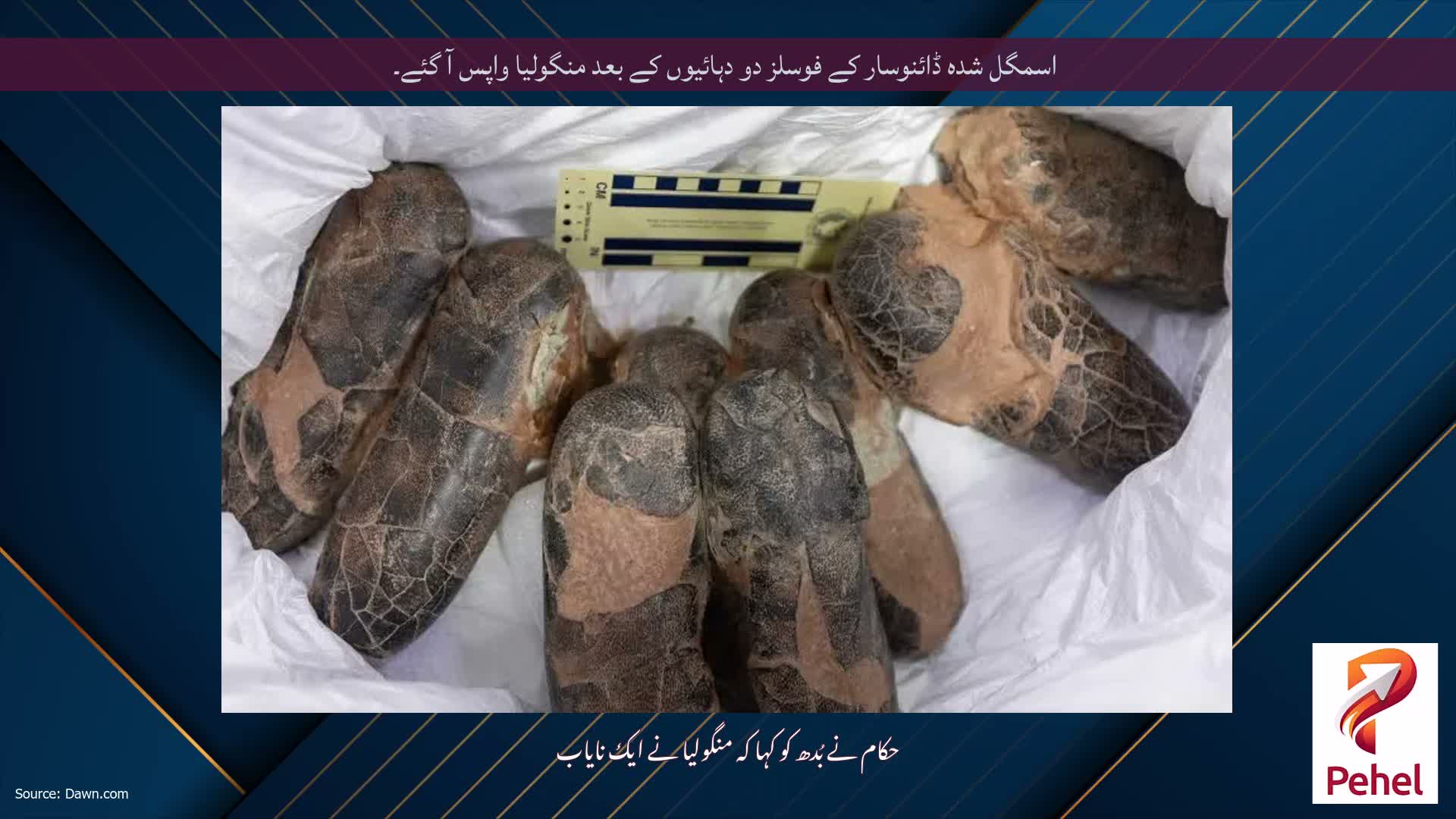 اسمگل شدہ ڈائنوسار کے فوسلز دو دہائیوں کے بعد منگولیا واپس آ گئے۔