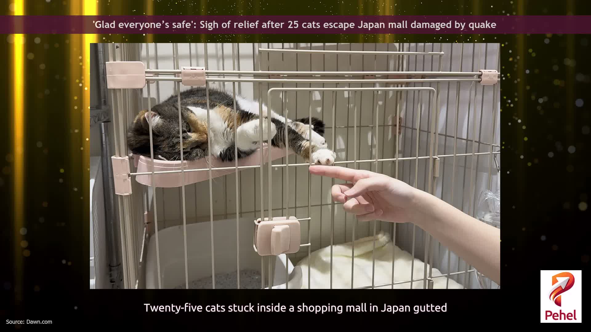 'Glad everyone’s safe': Sigh of relief after 25 cats escape Japan mall damaged by quake