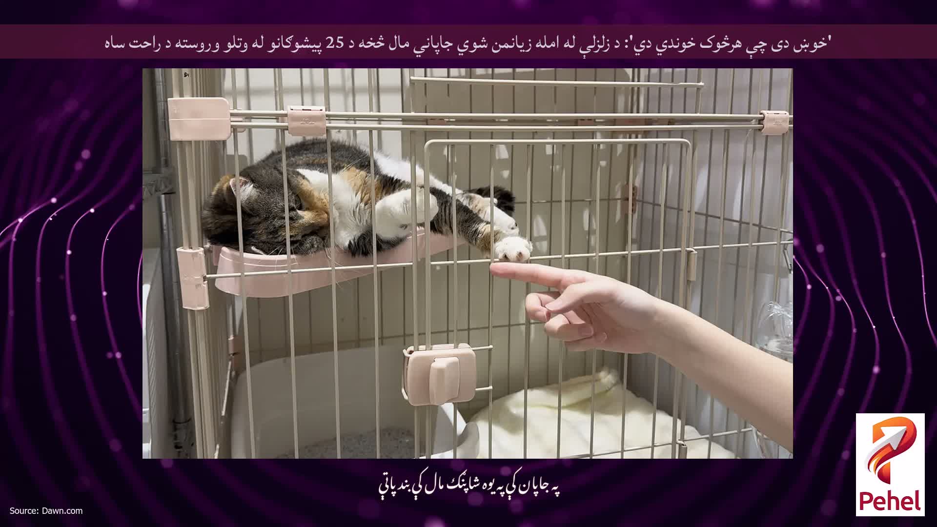 'خوښ دی چې هرڅوک خوندي دي': د زلزلې له امله زیانمن شوي جاپاني مال څخه د 25 پیشوګانو له وتلو وروسته د راحت ساه