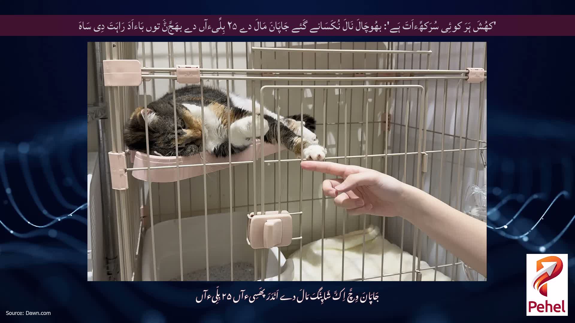 'کھُشَ ہَرَ کوئِی سُرَکھِّءاَتَ ہَے': بھُوچَالَ نَالَ نُکَسَانے گَئے جَاپَانَ مَالَ دے ۲۵ بِلِّیءآں دے بھَجَّݨَ توں بَاءاَدَ رَاہَتَ دِی سَاہَ