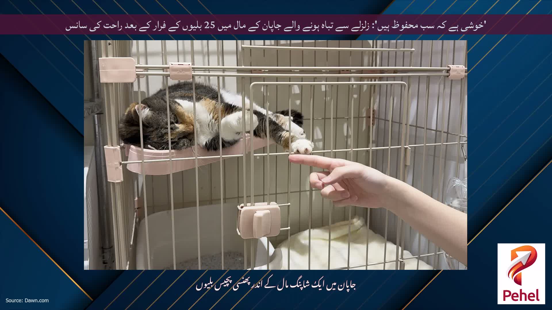 'خوشی ہے کہ سب محفوظ ہیں': زلزلے سے تباہ ہونے والے جاپان کے مال میں 25 بلیوں کے فرار کے بعد راحت کی سانس