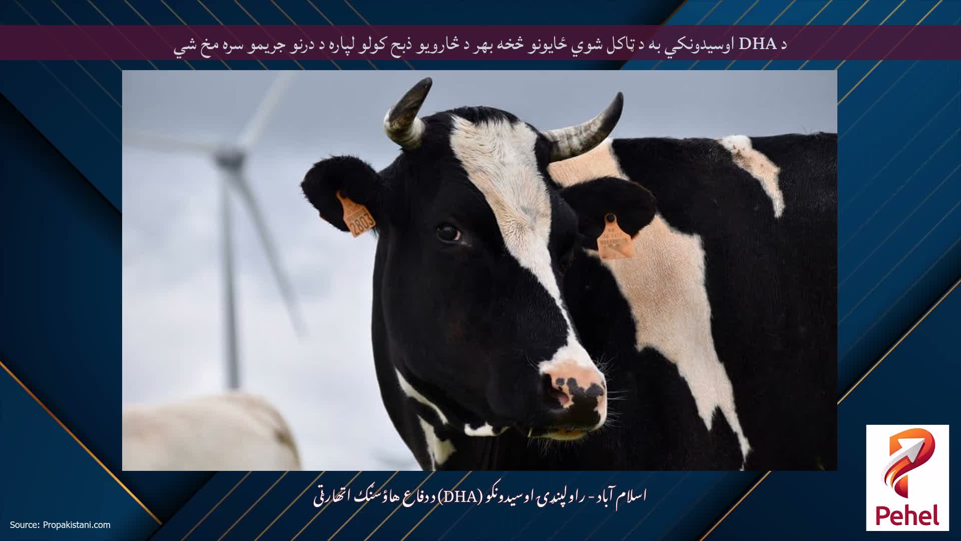 د DHA اوسیدونکي به د ټاکل شوي ځایونو څخه بهر د څارویو ذبح کولو لپاره د درنو جریمو سره مخ شي