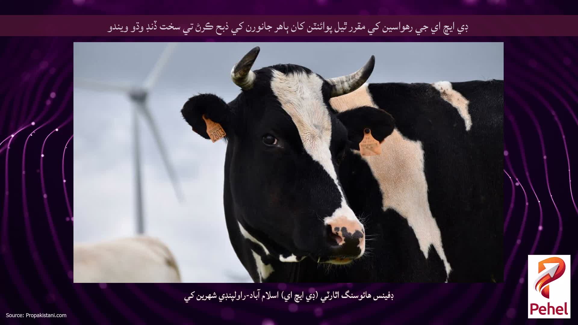 ڊي ايڇ اي جي رهواسين کي مقرر ٿيل پوائنٽن کان ٻاهر جانورن کي ذبح ڪرڻ تي سخت ڏنڊ وڌو ويندو