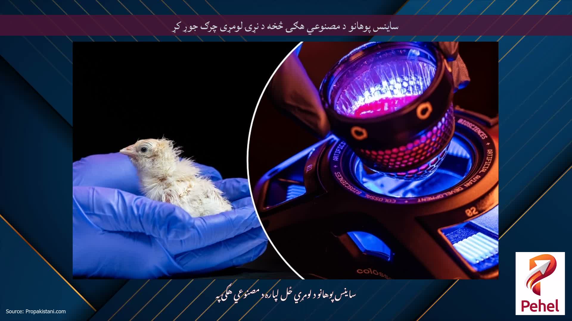 ساینس پوهانو د مصنوعي هګۍ څخه د نړۍ لومړی چرګ جوړ کړ