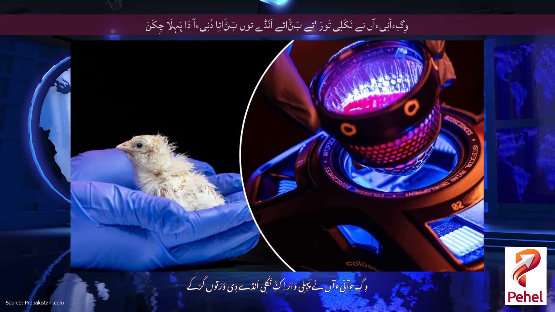 وِگِءآنِیءآں نے نَکَلِی تَورَ 'تے بَݨَائے اَن٘ڈے توں بَݨَائِا دُنِیءآ دَا پَہِلَا چِکَنَ