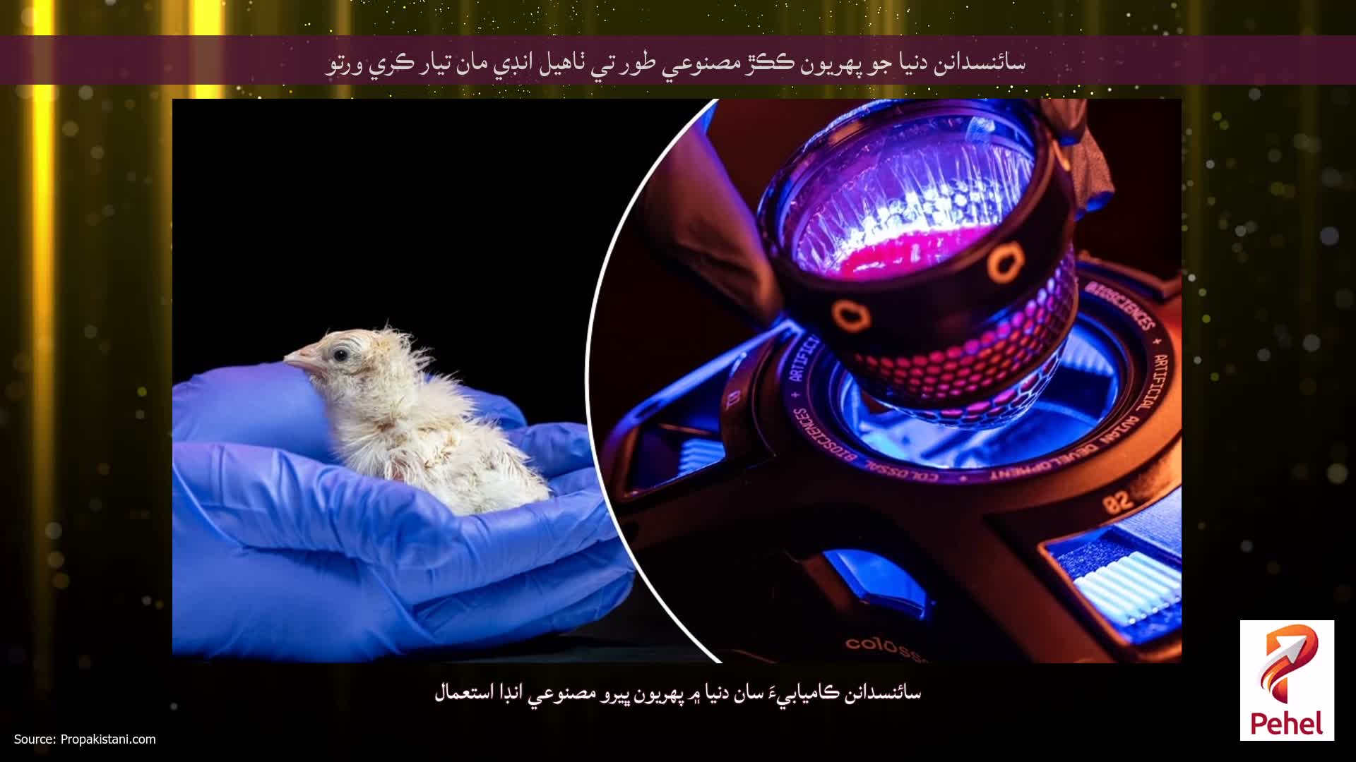سائنسدانن دنيا جو پهريون ڪڪڙ مصنوعي طور تي ٺاهيل انڊي مان تيار ڪري ورتو