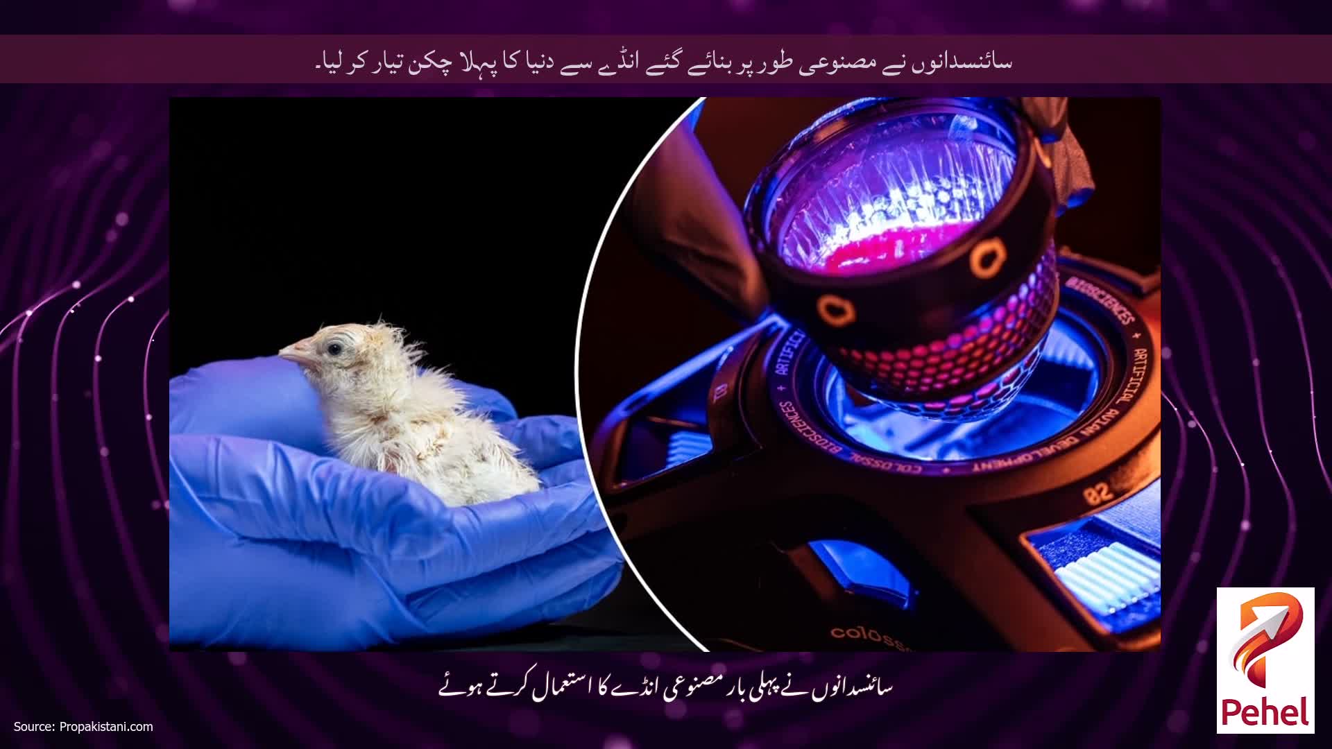 سائنسدانوں نے مصنوعی طور پر بنائے گئے انڈے سے دنیا کا پہلا چکن تیار کر لیا۔
