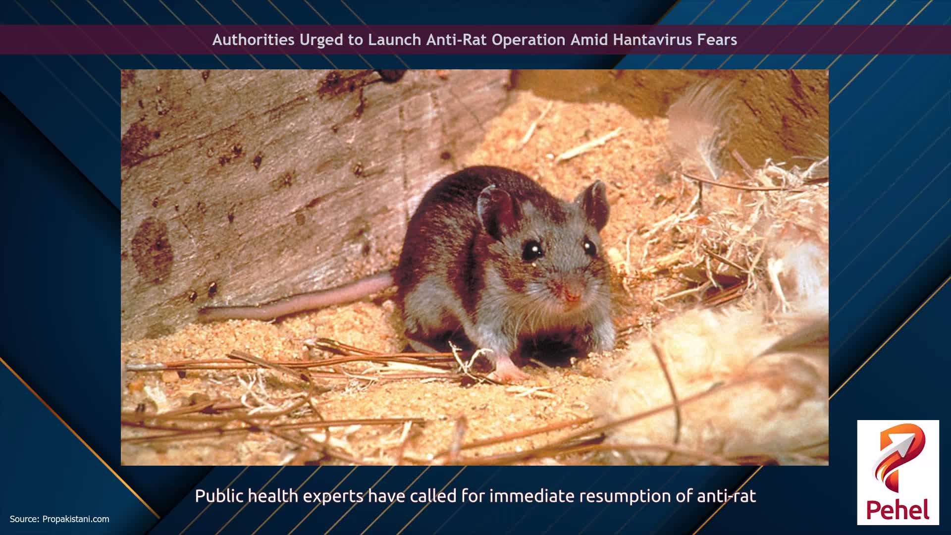 Authorities Urged to Launch Anti-Rat Operation Amid Hantavirus Fears