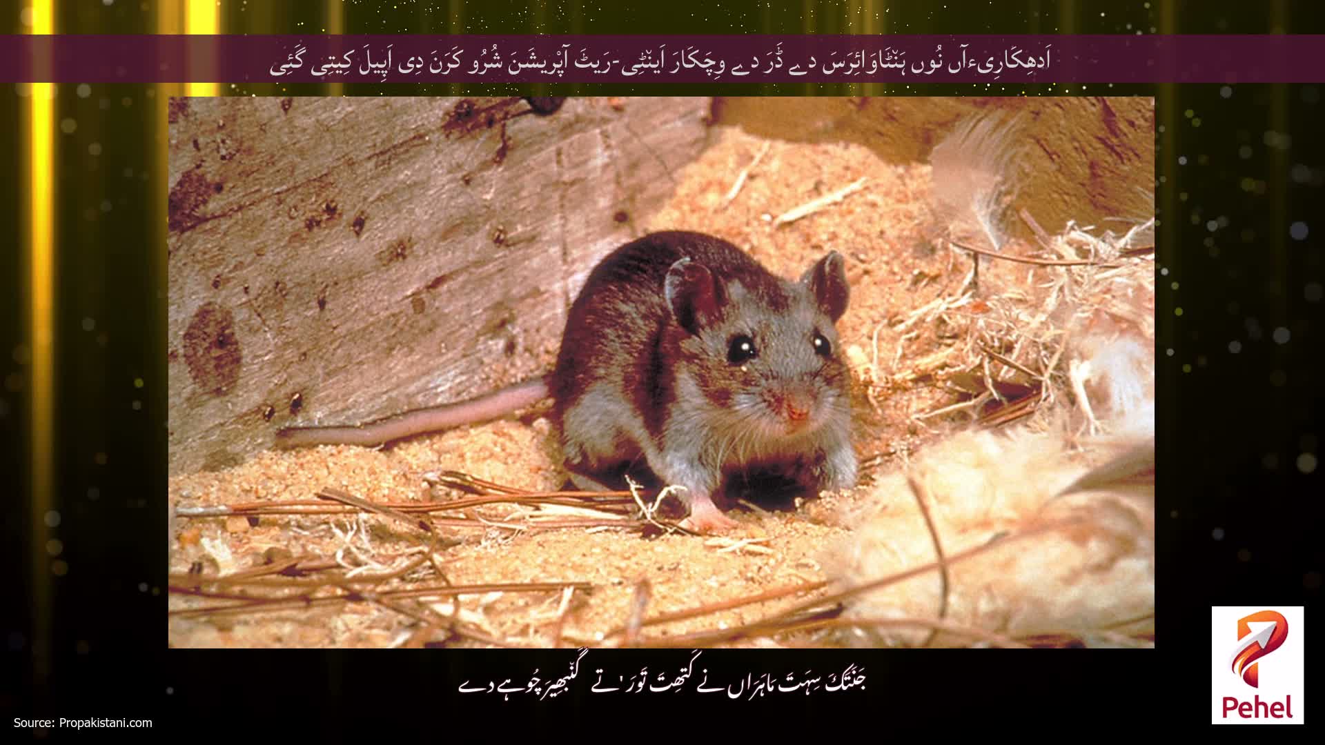 اَدھِکَارِیءآں نُوں ہَن٘ٹَاوَائِرَسَ دے ڈَرَ دے وِچَکَارَ اَین٘ٹِی-رَیٹَ آپْریشَنَ شُرُو کَرَنَ دِی اَپِیلَ کِیتِی گَئِی