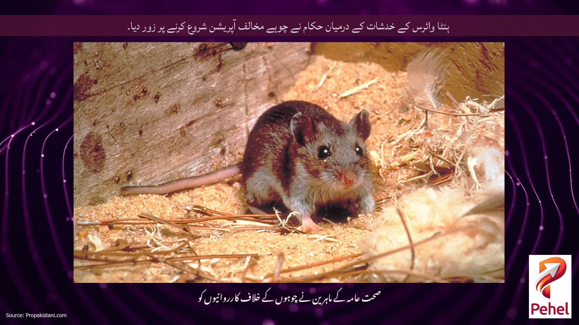 ہنٹا وائرس کے خدشات کے درمیان حکام نے چوہے مخالف آپریشن شروع کرنے پر زور دیا۔