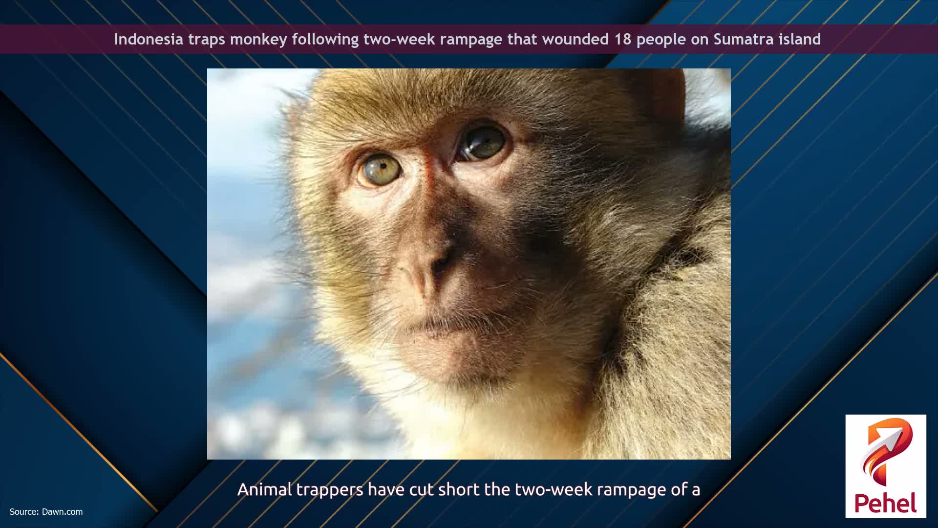 Indonesia traps monkey following two-week rampage that wounded 18 people on Sumatra island