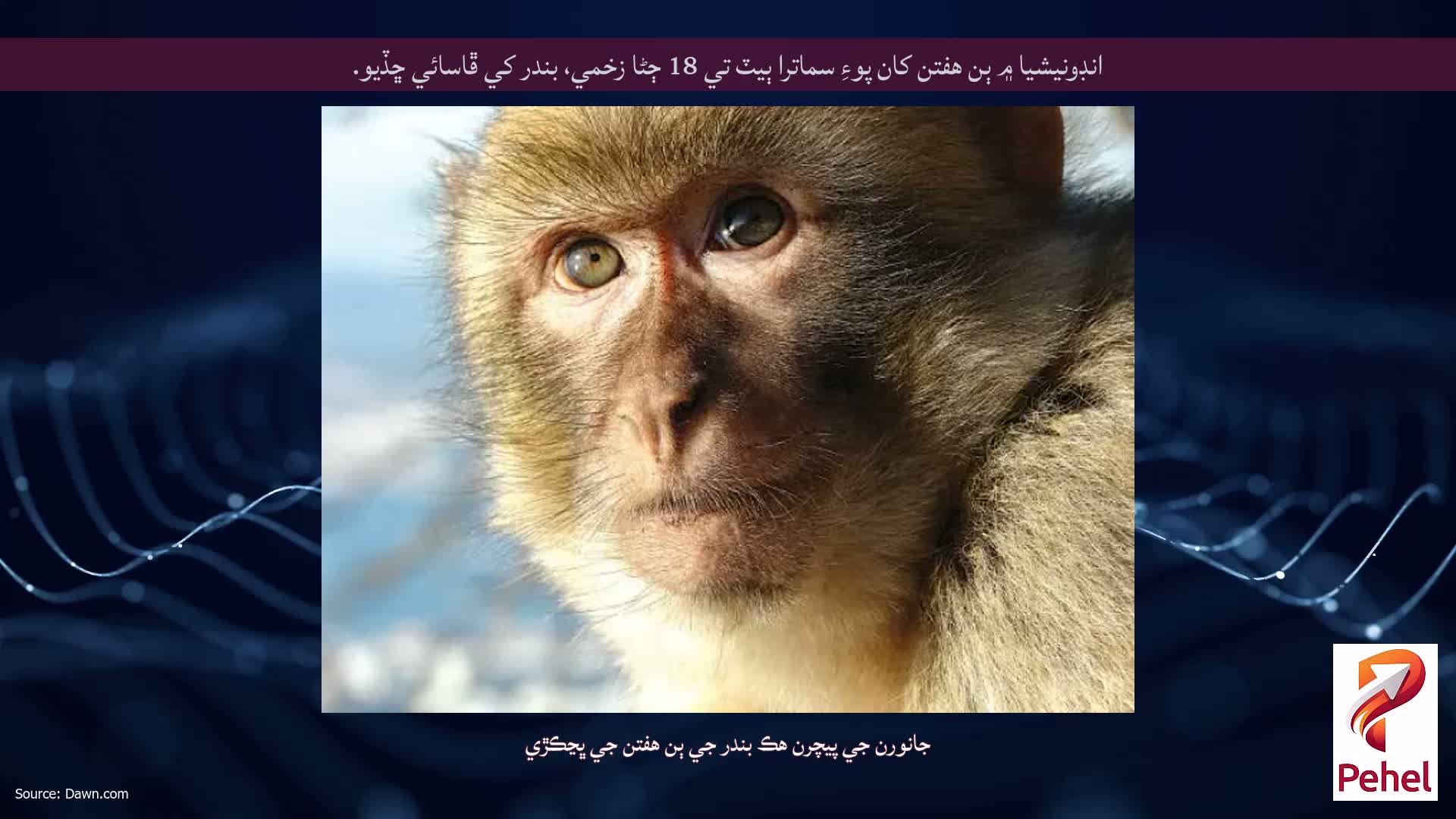 انڊونيشيا ۾ ٻن هفتن کان پوءِ سماترا ٻيٽ تي 18 ڄڻا زخمي، بندر کي ڦاسائي ڇڏيو.