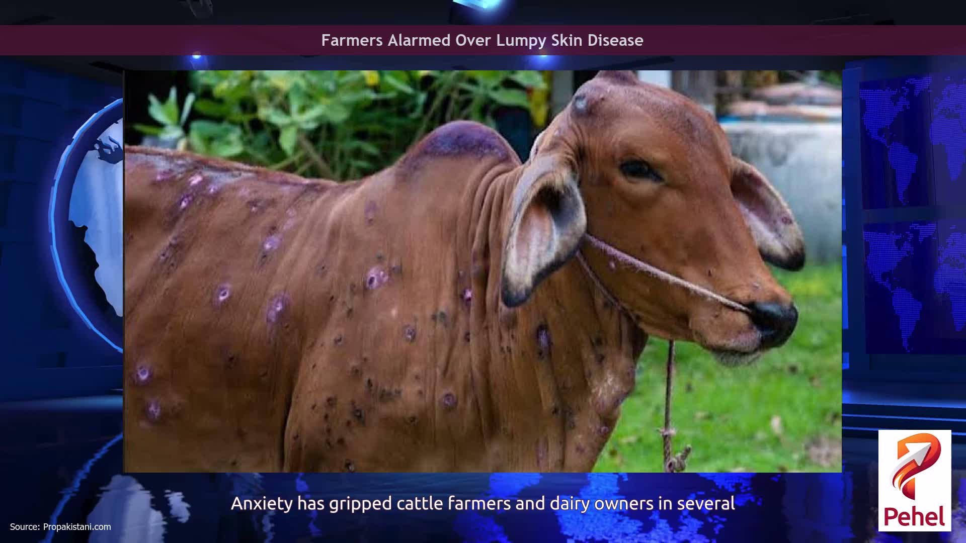 Farmers Alarmed Over Lumpy Skin Disease
