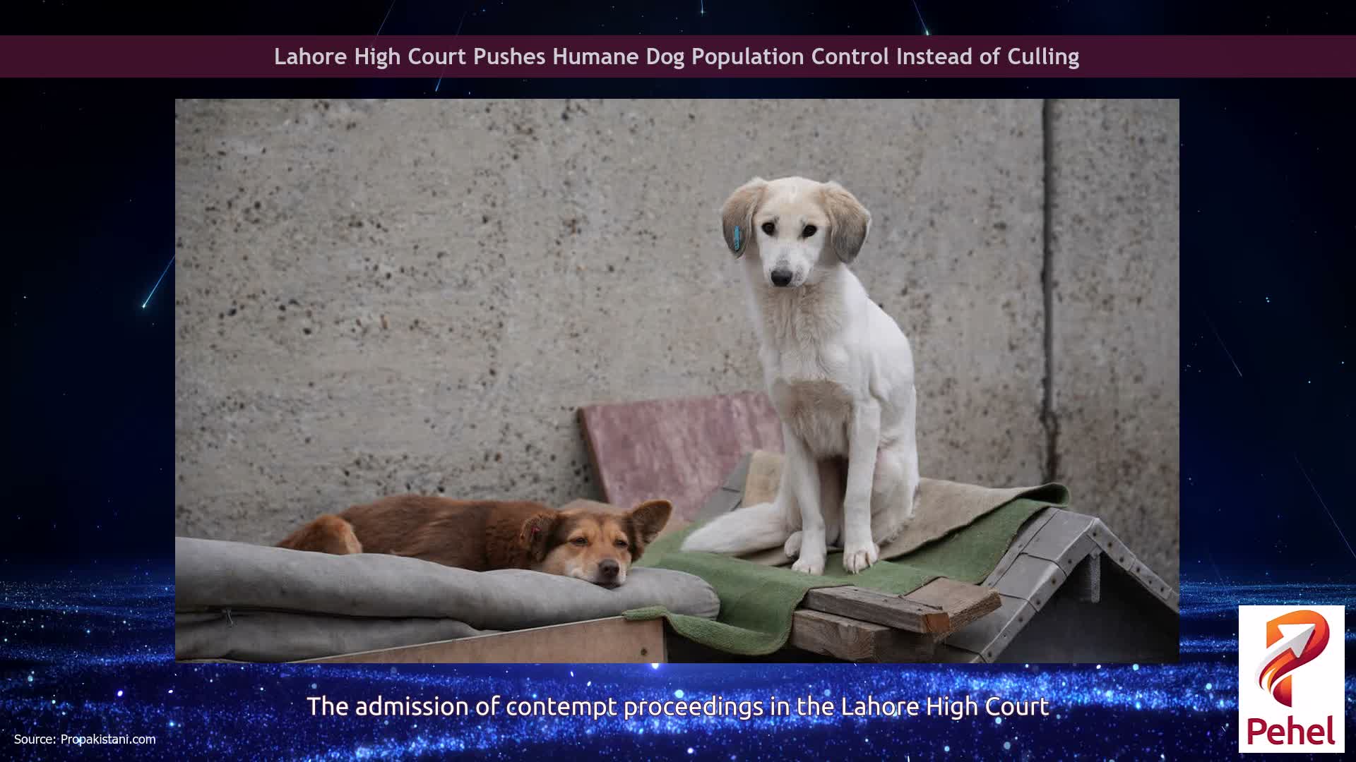 Lahore High Court Pushes Humane Dog Population Control Instead of Culling