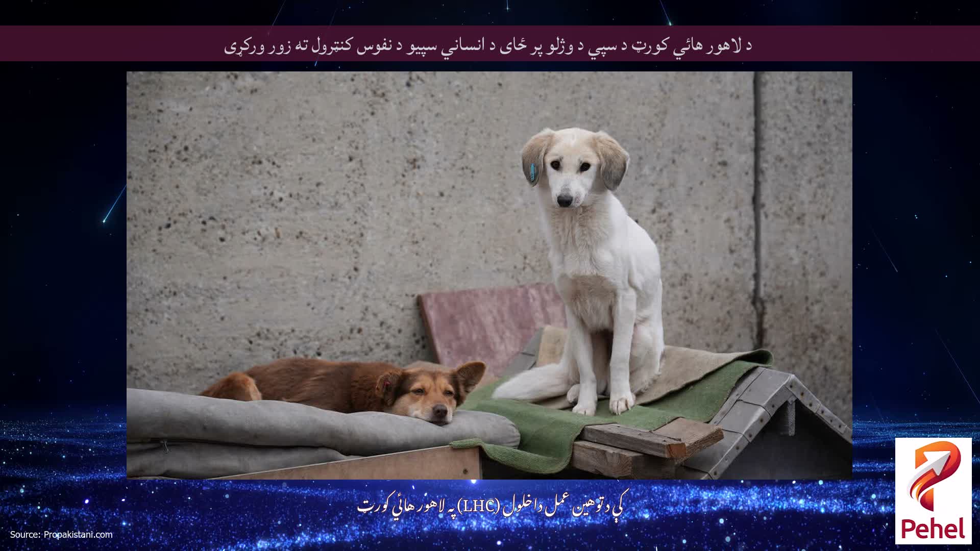 د لاهور هائي کورټ د سپي د وژلو پر ځای د انساني سپیو د نفوس کنټرول ته زور ورکړی