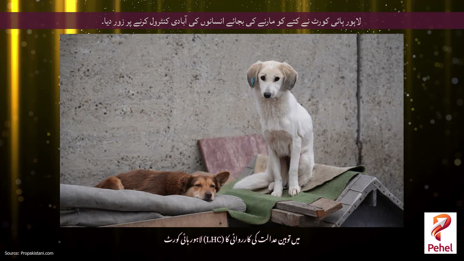 لاہور ہائی کورٹ نے کتے کو مارنے کی بجائے انسانوں کی آبادی کنٹرول کرنے پر زور دیا۔