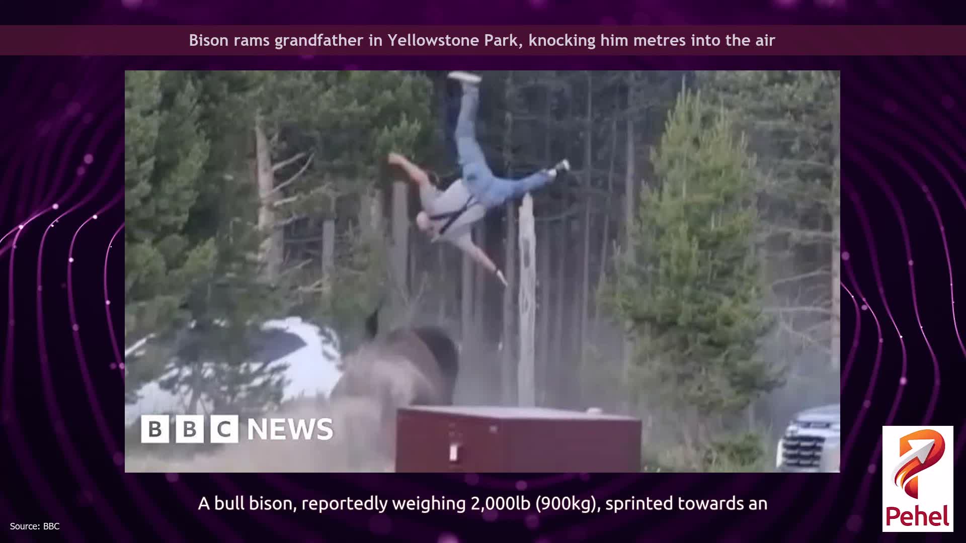 Bison rams grandfather in Yellowstone Park, knocking him metres into the air