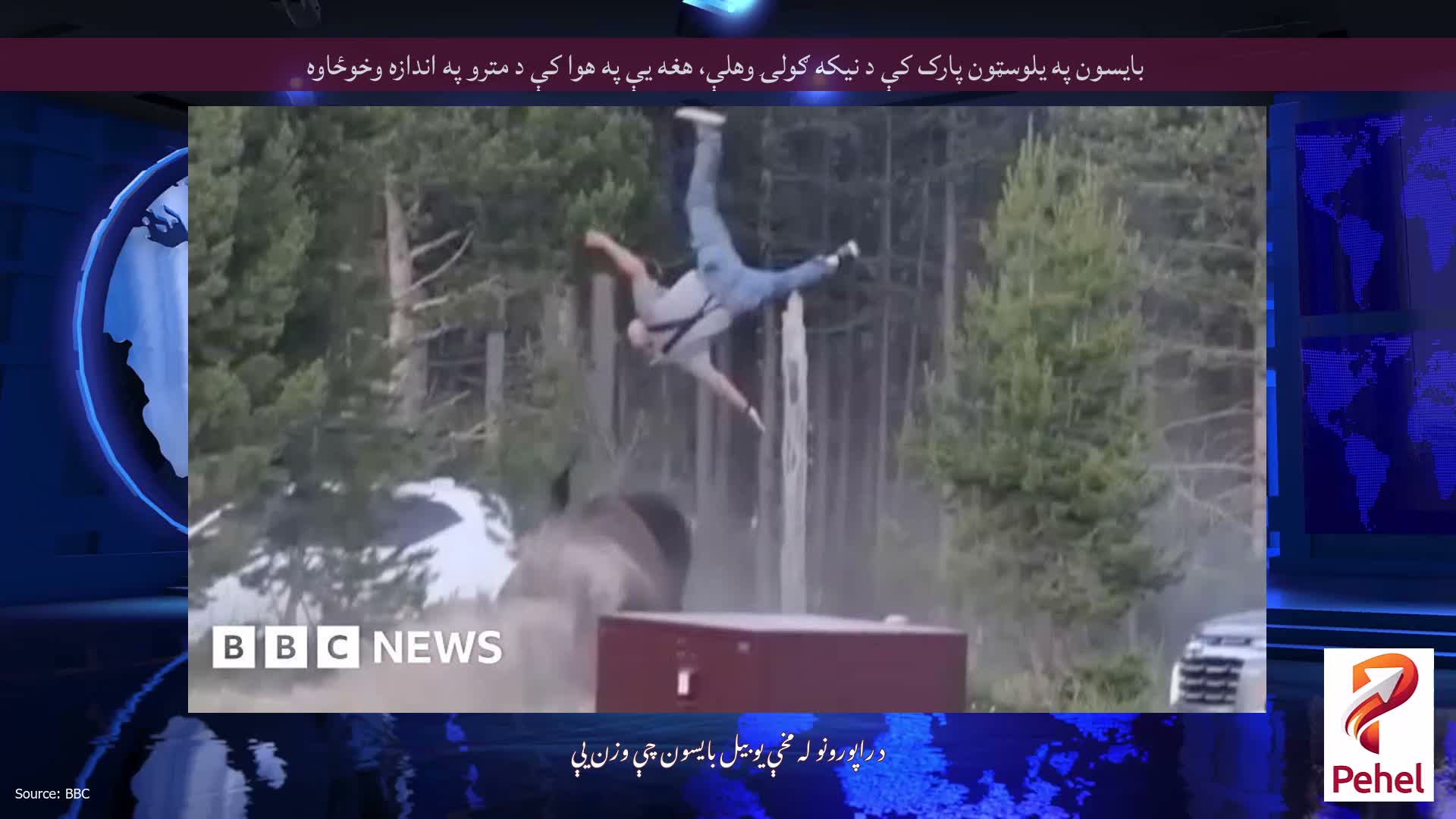 بایسون په یلوسټون پارک کې د نیکه ګولۍ وهلې، هغه یې په هوا کې د مترو په اندازه وخوځاوه