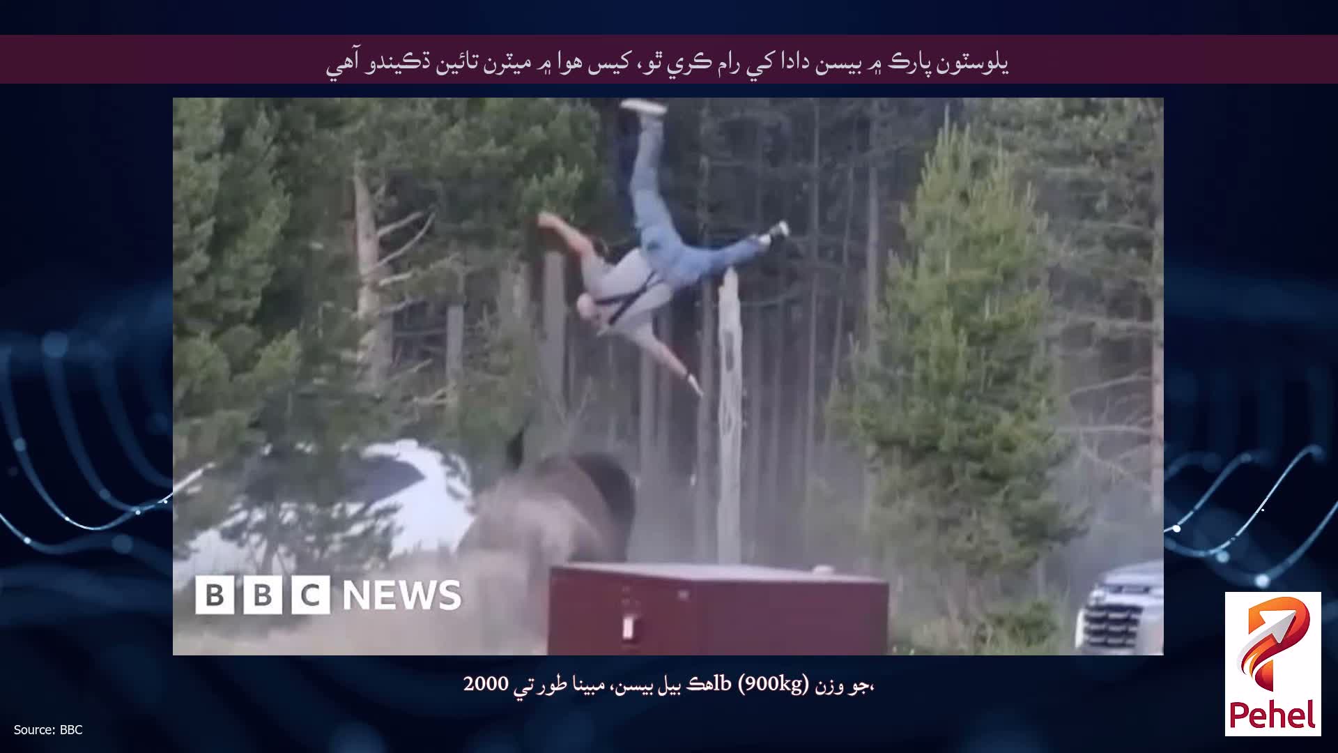 يلوسٽون پارڪ ۾ بيسن دادا کي رام ڪري ٿو، کيس هوا ۾ ميٽرن تائين ڌڪيندو آهي