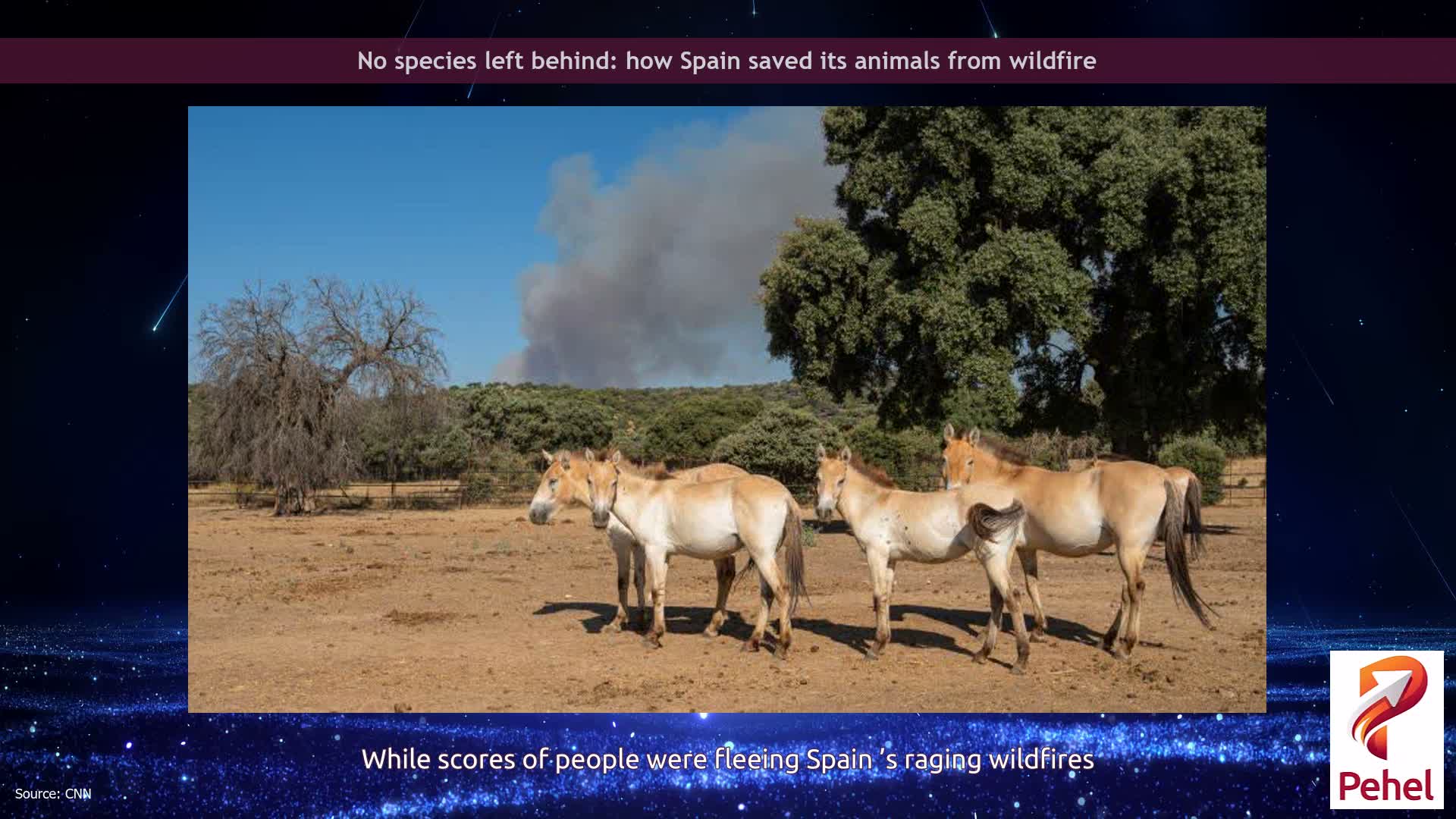 No species left behind: how Spain saved its animals from wildfire