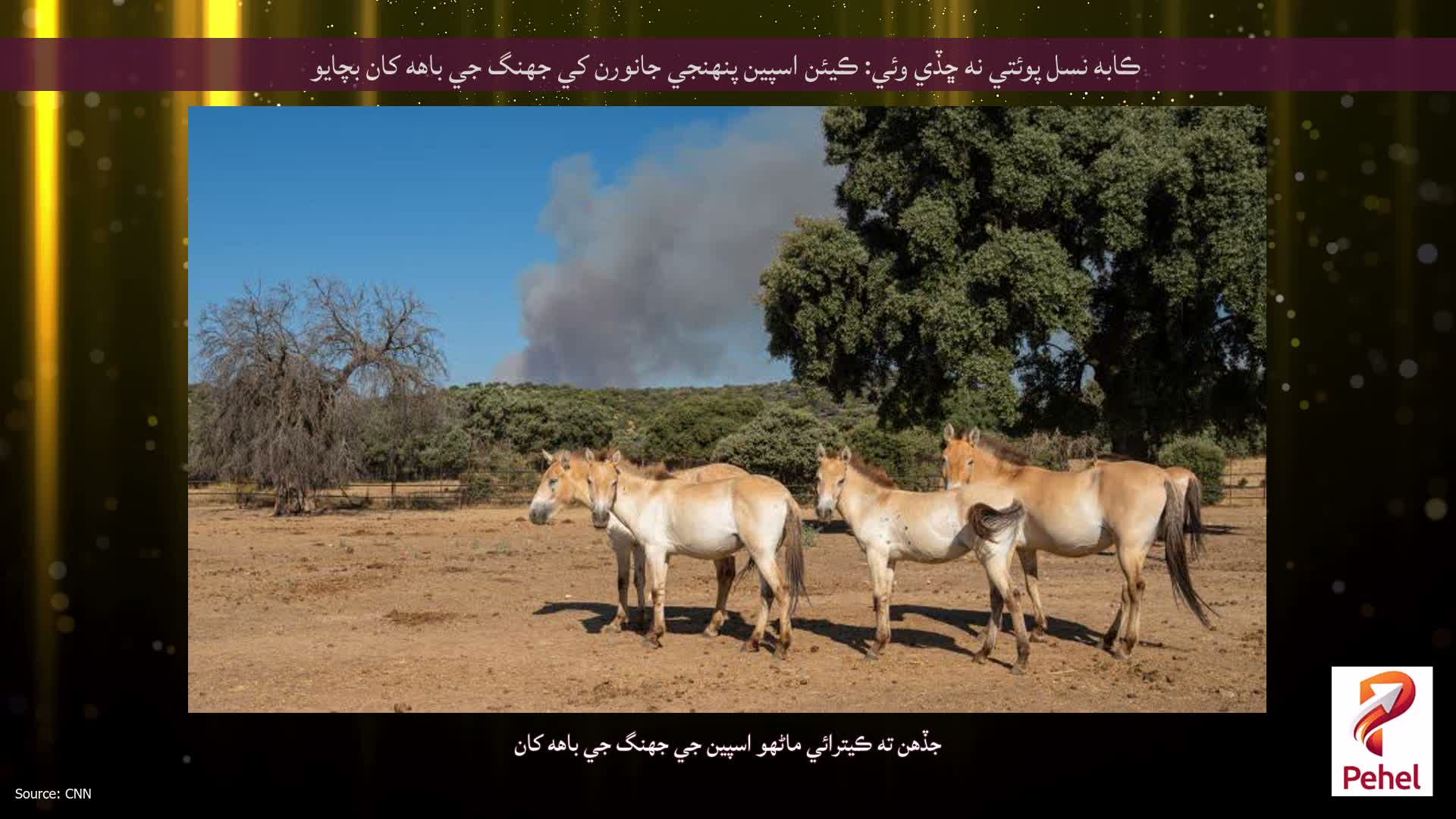 ڪابه نسل پوئتي نه ڇڏي وئي: ڪيئن اسپين پنهنجي جانورن کي جهنگ جي باهه کان بچايو