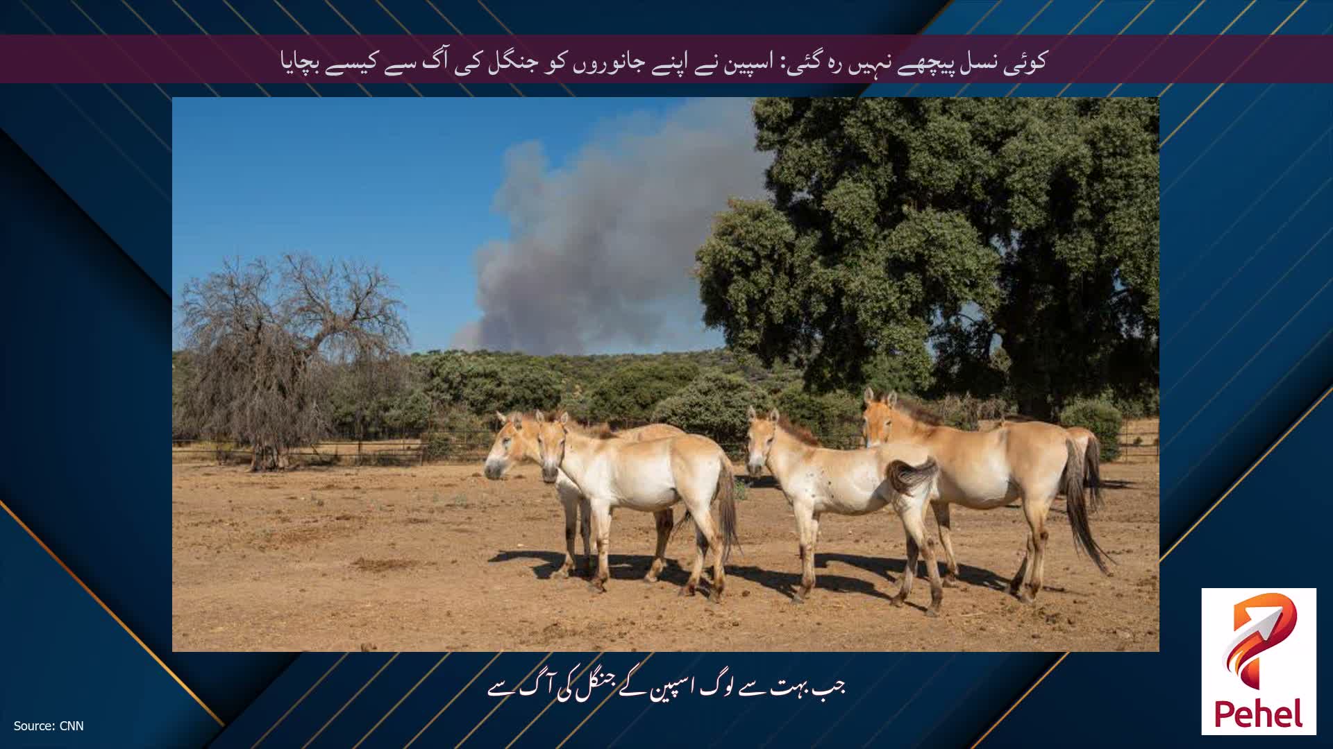 کوئی نسل پیچھے نہیں رہ گئی: اسپین نے اپنے جانوروں کو جنگل کی آگ سے کیسے بچایا