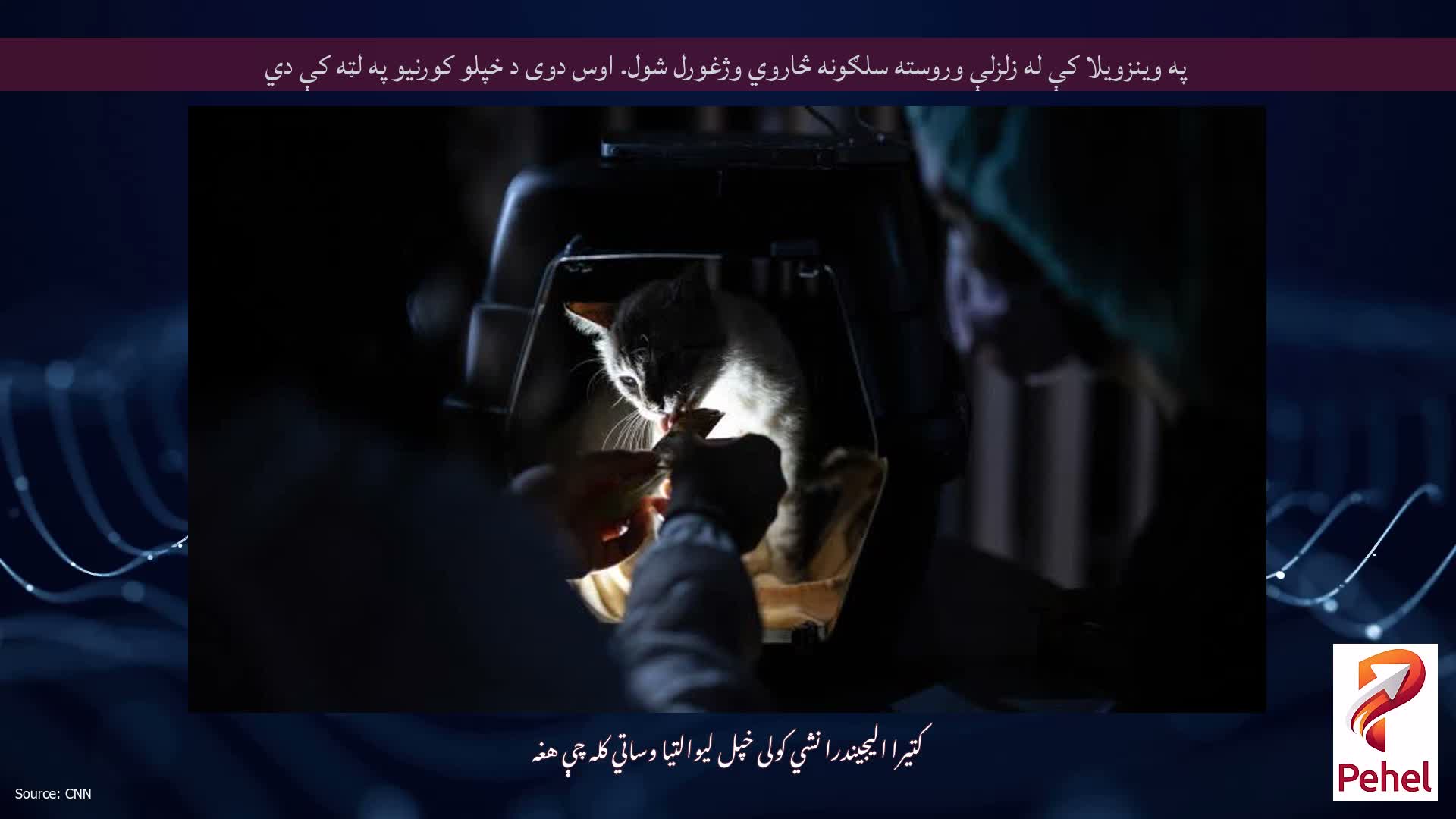 په وینزویلا کې له زلزلې وروسته سلګونه څاروي وژغورل شول. اوس دوی د خپلو کورنیو په لټه کې دي