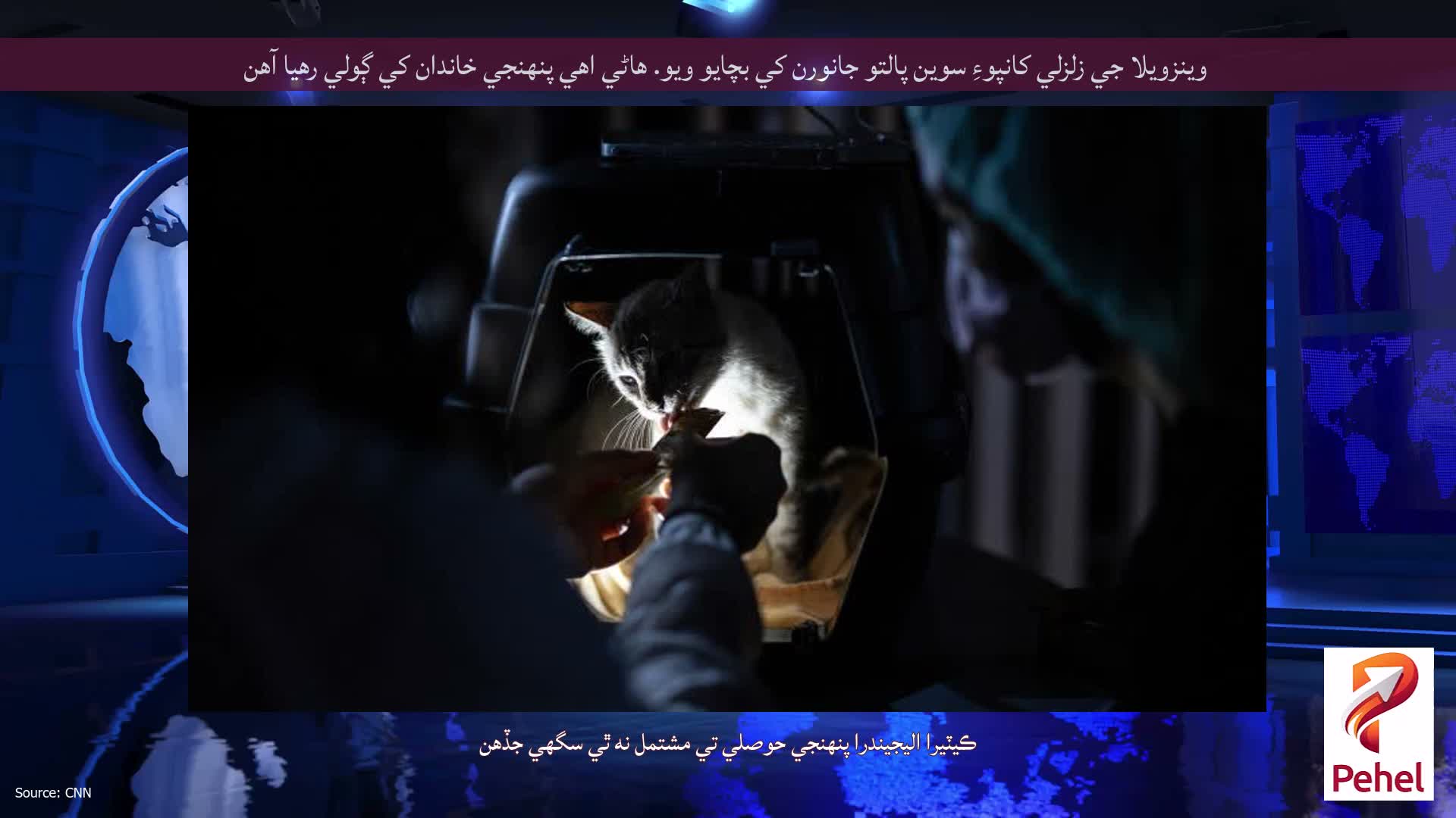 وينزويلا جي زلزلي کانپوءِ سوين پالتو جانورن کي بچايو ويو. هاڻي اهي پنهنجي خاندان کي ڳولي رهيا آهن