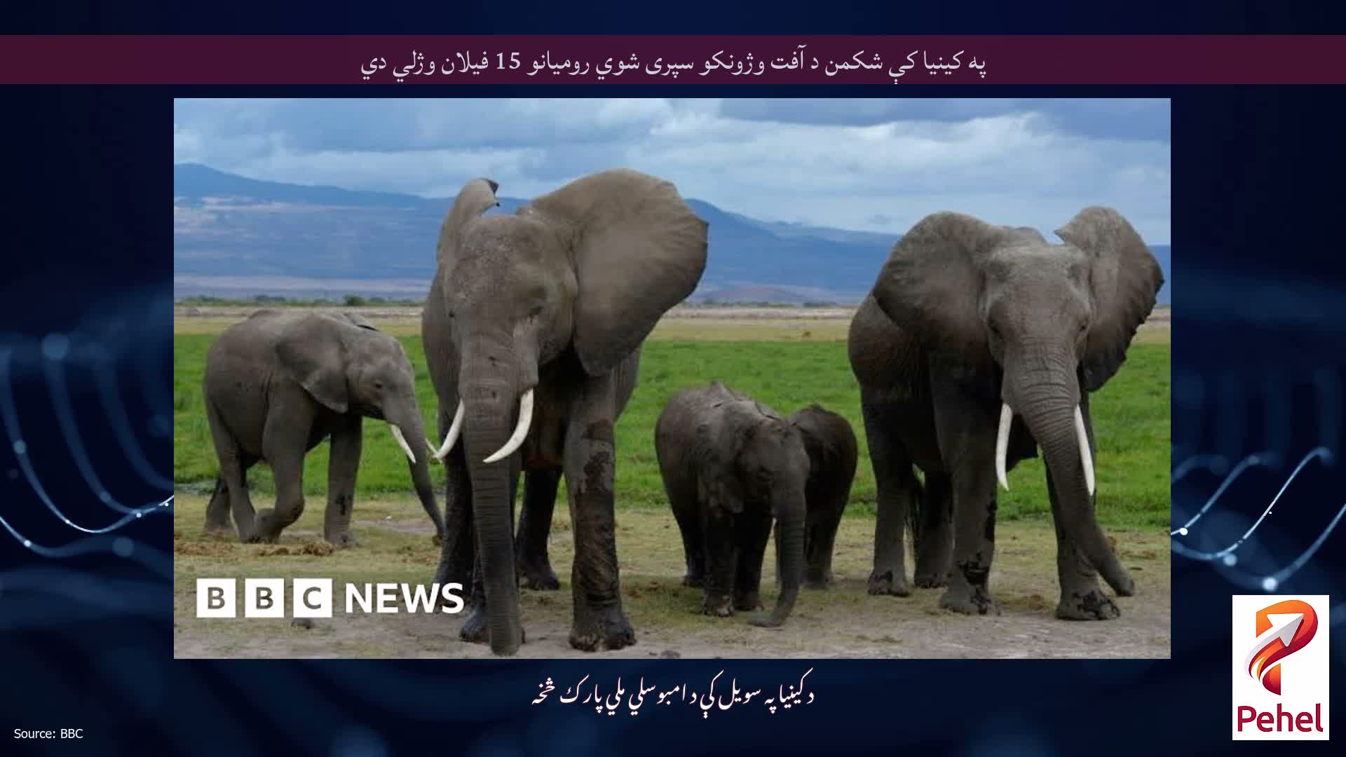 په کینیا کې شکمن د آفت وژونکو سپری شوي روميانو 15 فیلان وژلي دي