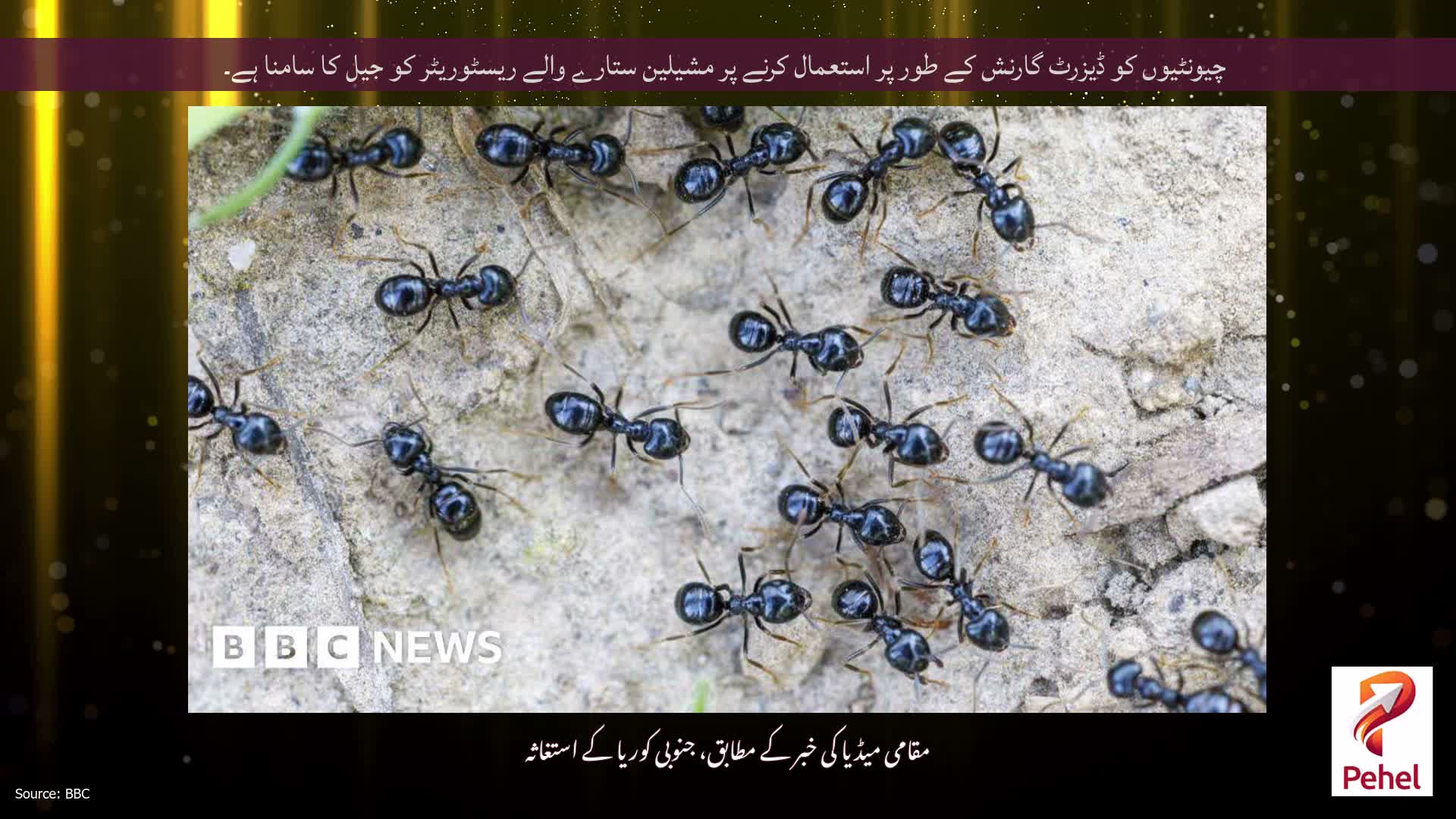 چیونٹیوں کو ڈیزرٹ گارنش کے طور پر استعمال کرنے پر مشیلین ستارے والے ریسٹوریٹر کو جیل کا سامنا ہے۔