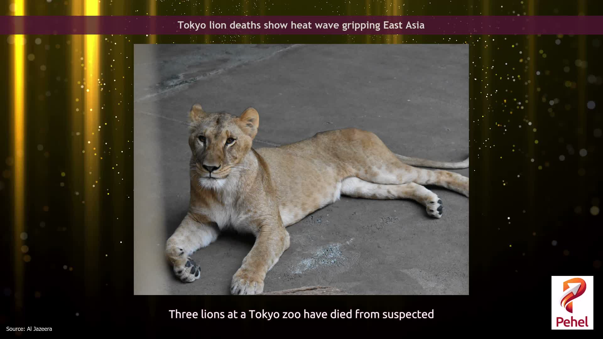 Tokyo lion deaths show heat wave gripping East Asia