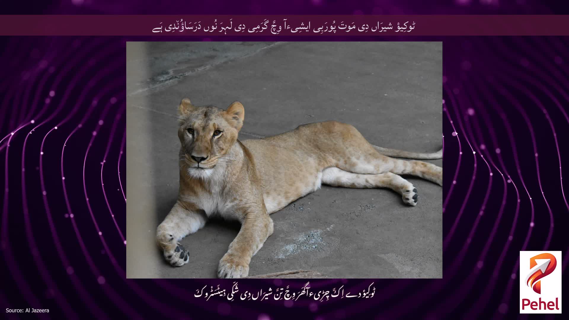 ٹوکِیؤ شیرَاں دِی مَوتَ پُورَبِی ایشِیءآ وِچَّ گَرَمِی دِی لَہِرَ نُوں دَرَسَاؤُن٘دِی ہَے