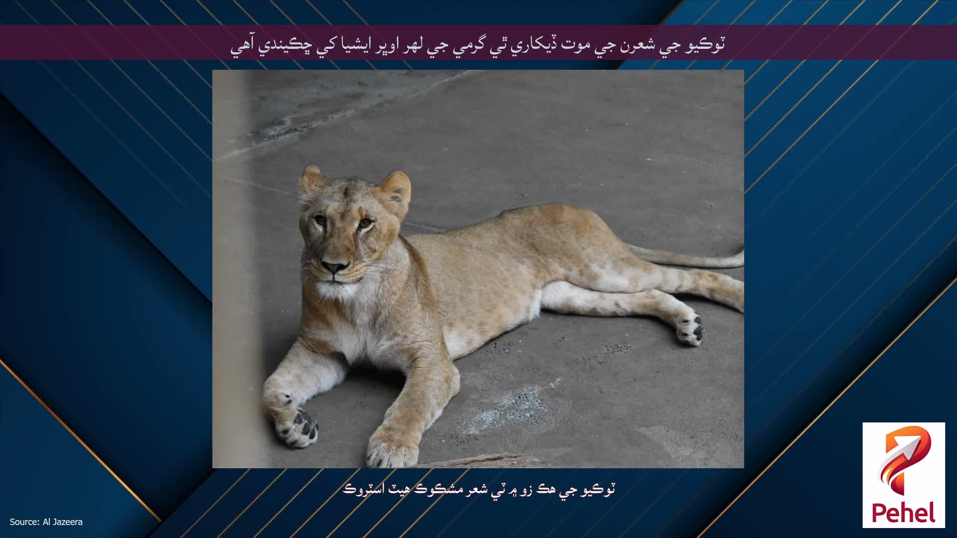ٽوڪيو جي شعرن جي موت ڏيکاري ٿي گرمي جي لهر اوڀر ايشيا کي ڇڪيندي آهي