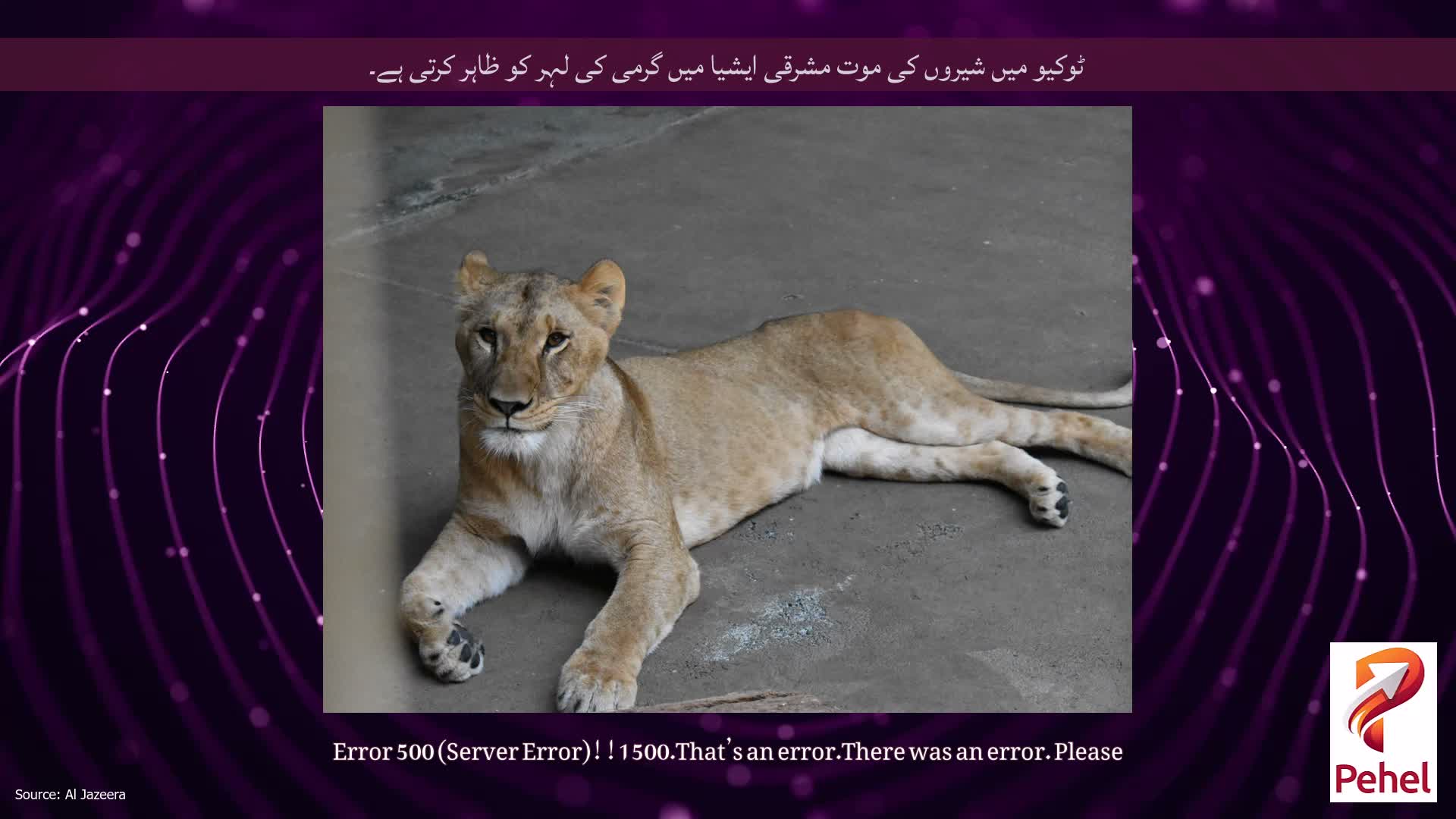 ٹوکیو میں شیروں کی موت مشرقی ایشیا میں گرمی کی لہر کو ظاہر کرتی ہے۔