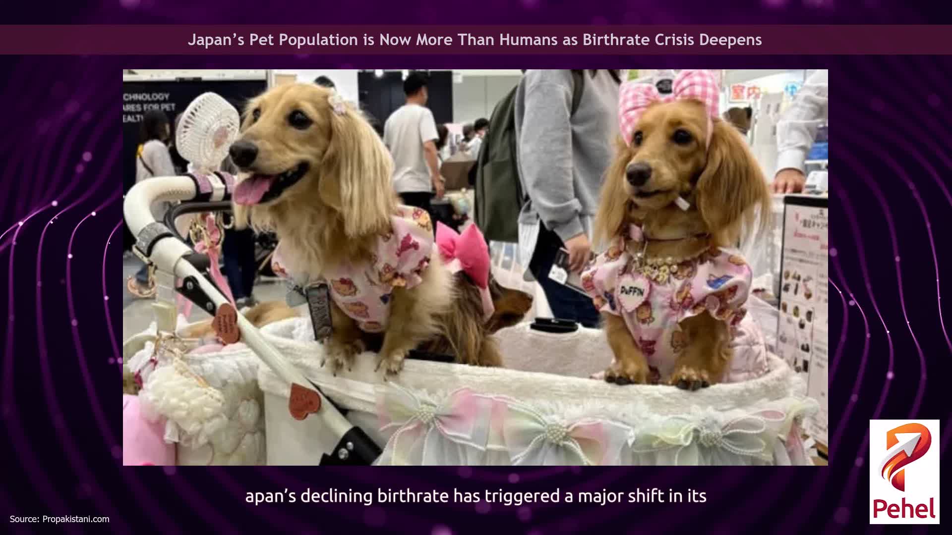 Japan’s Pet Population is Now More Than Humans as Birthrate Crisis Deepens