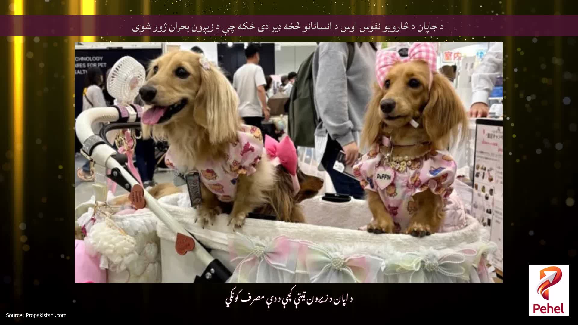د جاپان د څارویو نفوس اوس د انسانانو څخه ډیر دی ځکه چې د زیږون بحران ژور شوی