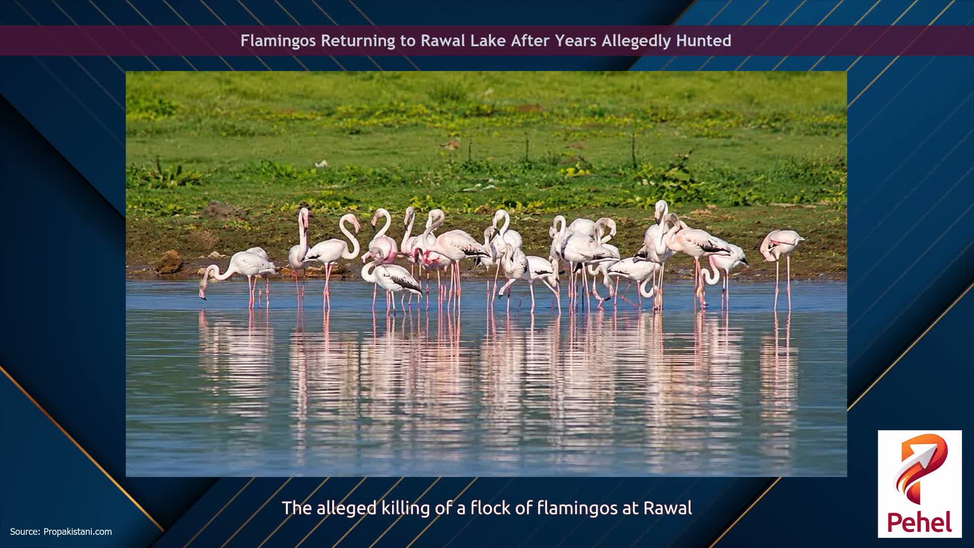 Flamingos Returning to Rawal Lake After Years Allegedly Hunted
