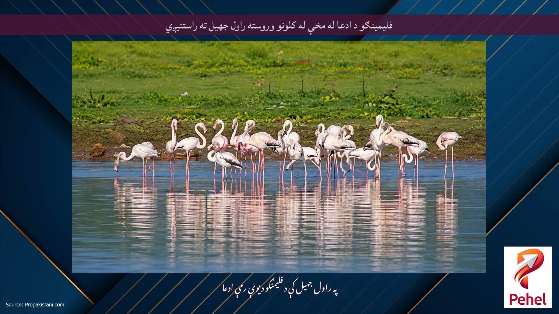 فلیمینګو د ادعا له مخې له کلونو وروسته راول جهيل ته راستنیږي