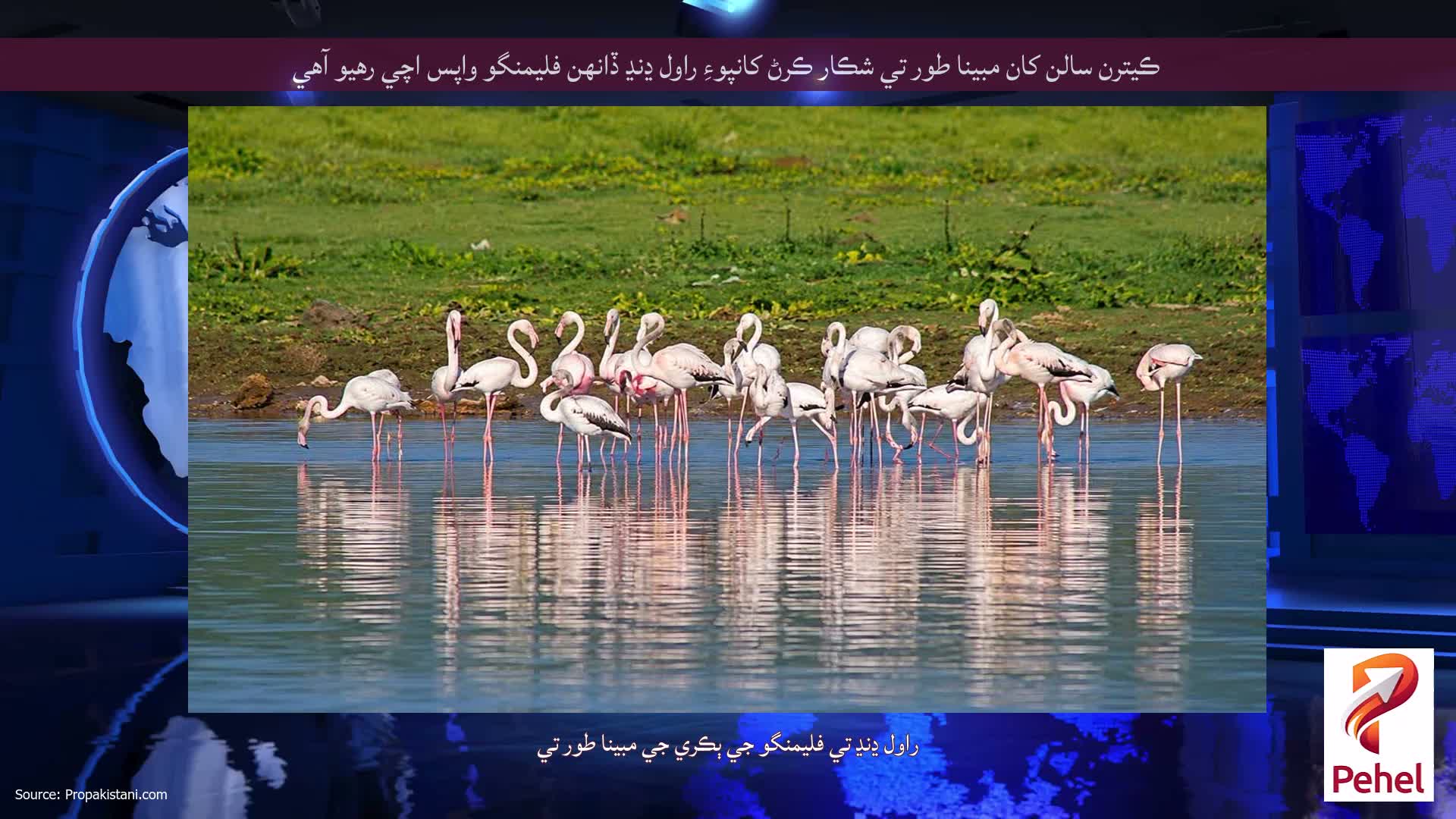 ڪيترن سالن کان مبينا طور تي شڪار ڪرڻ کانپوءِ راول ڍنڍ ڏانهن فليمنگو واپس اچي رهيو آهي