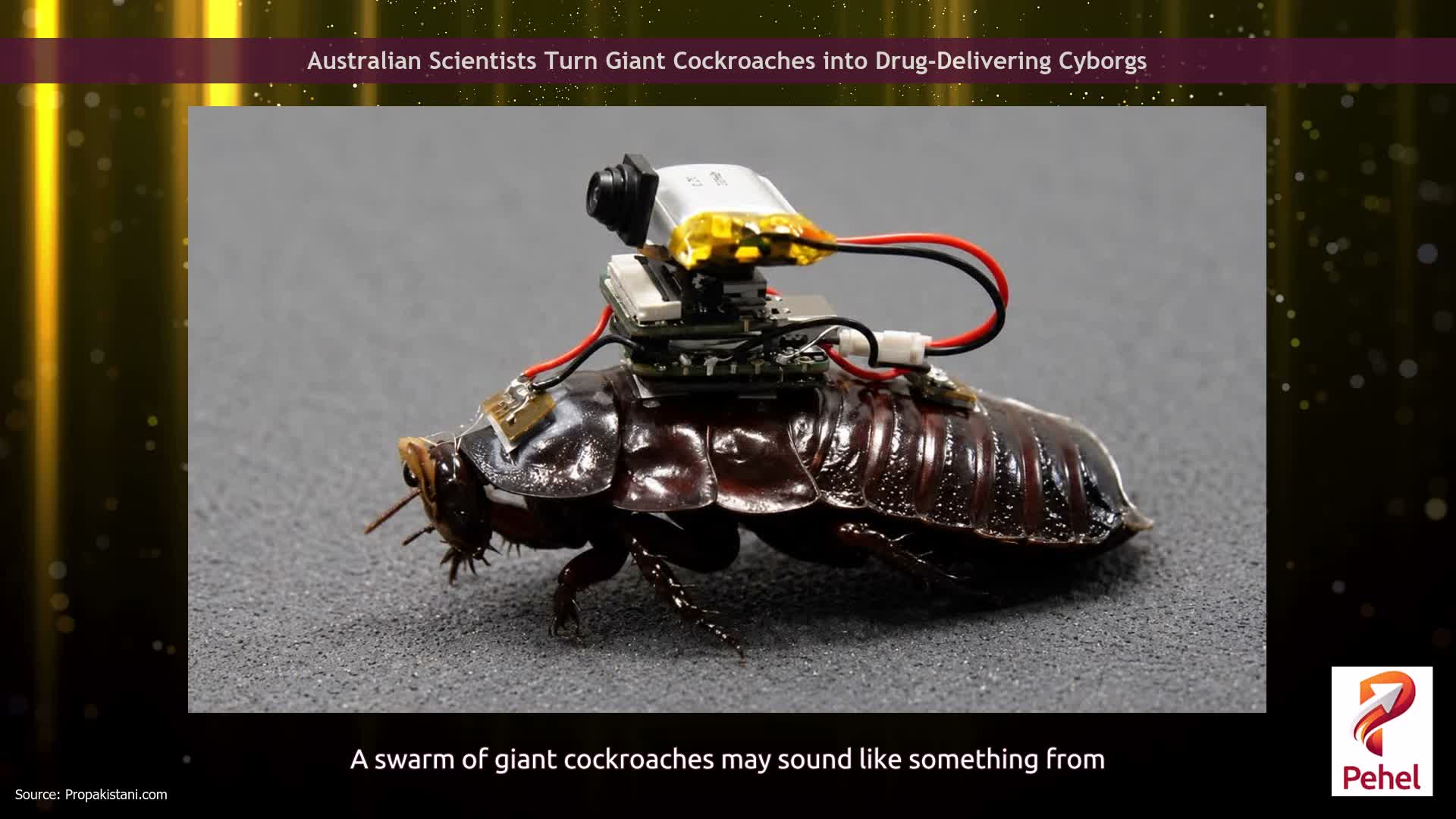 Australian Scientists Turn Giant Cockroaches into Drug-Delivering Cyborgs