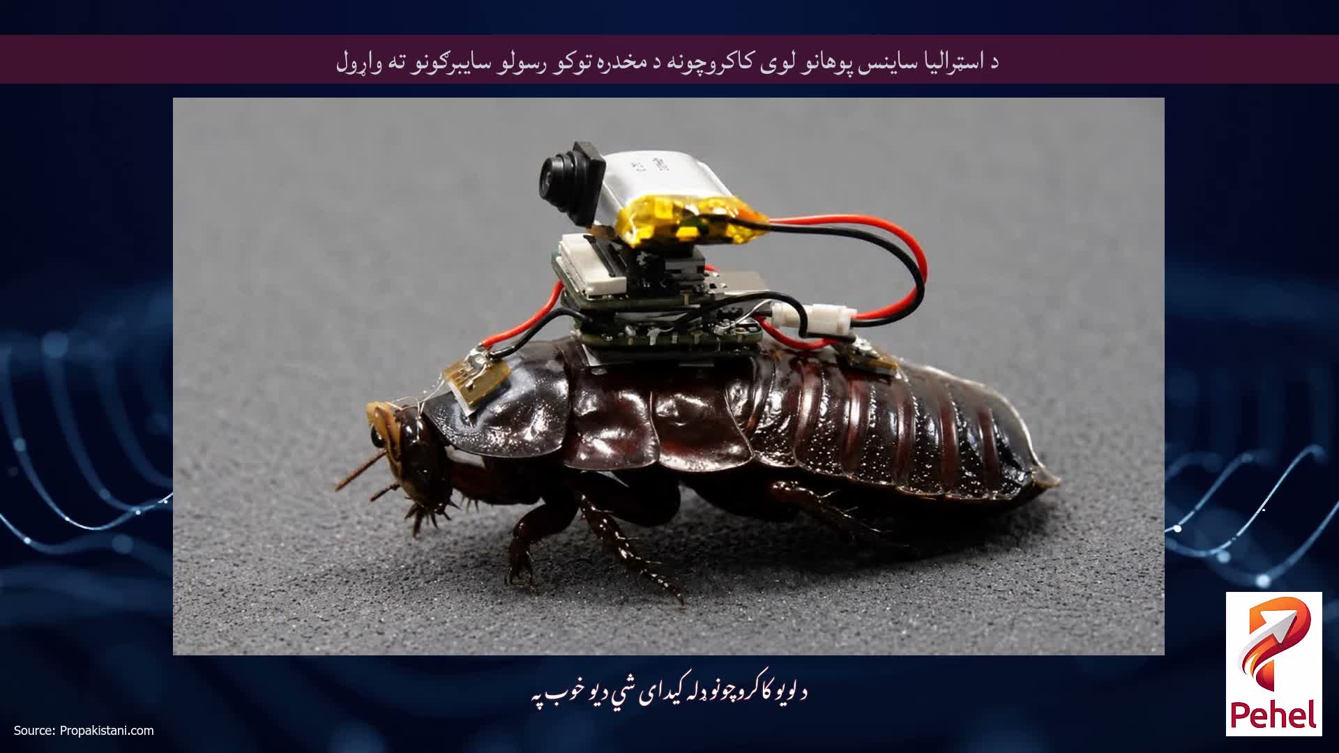 د اسټرالیا ساینس پوهانو لوی کاکروچونه د مخدره توکو رسولو سایبرګونو ته واړول