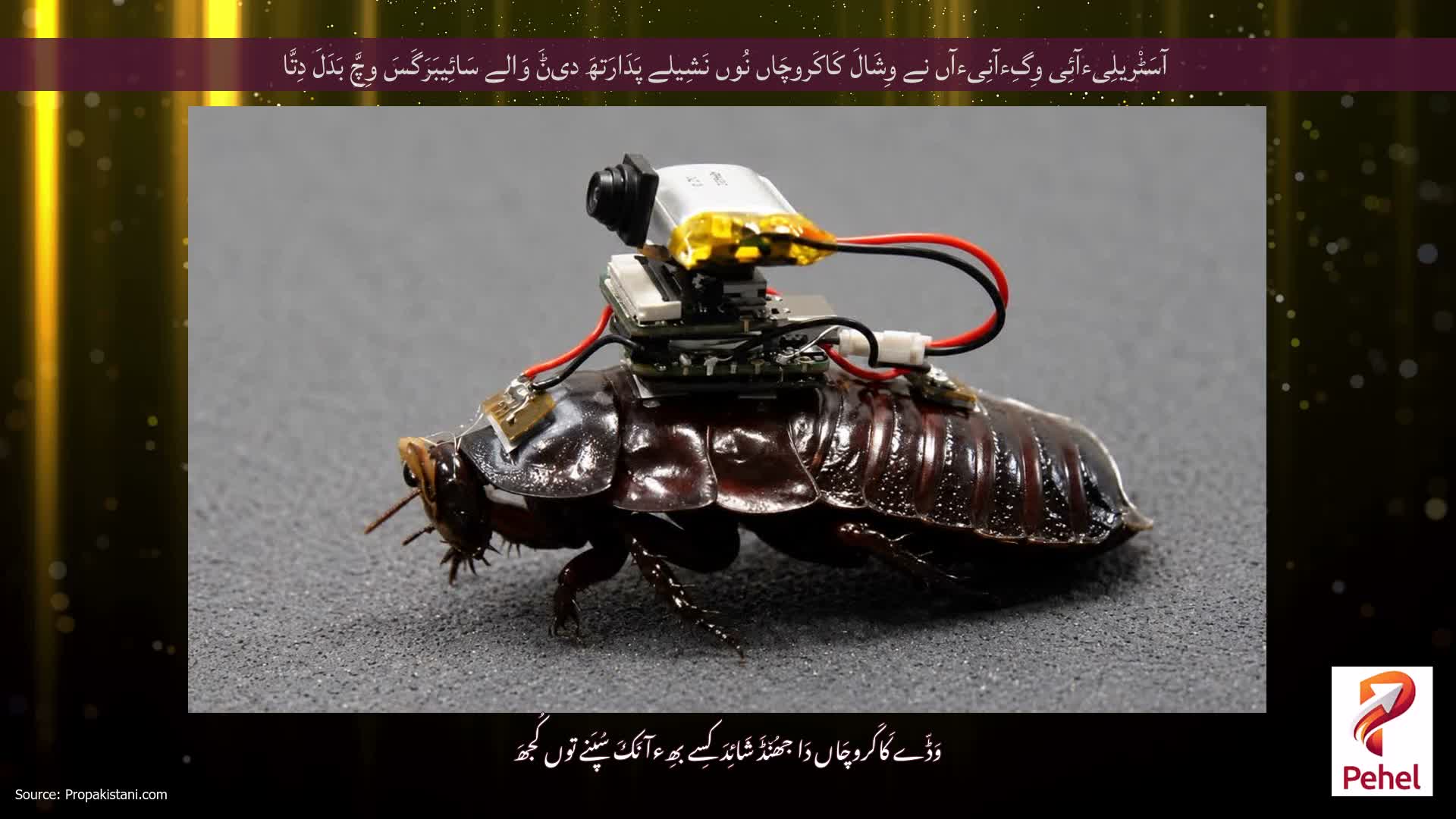 آسَٹْریلِیءآئِی وِگِءآنِیءآں نے وِشَالَ کَاکَروچَاں نُوں نَشِیلے پَدَارَتھَ دیݨَ وَالے سَائِیبَرَگَسَ وِچَّ بَدَلَ دِتَّا