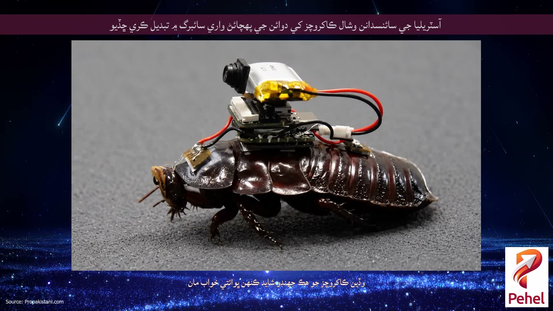 آسٽريليا جي سائنسدانن وشال ڪاکروچز کي دوائن جي پهچائڻ واري سائبرگ ۾ تبديل ڪري ڇڏيو