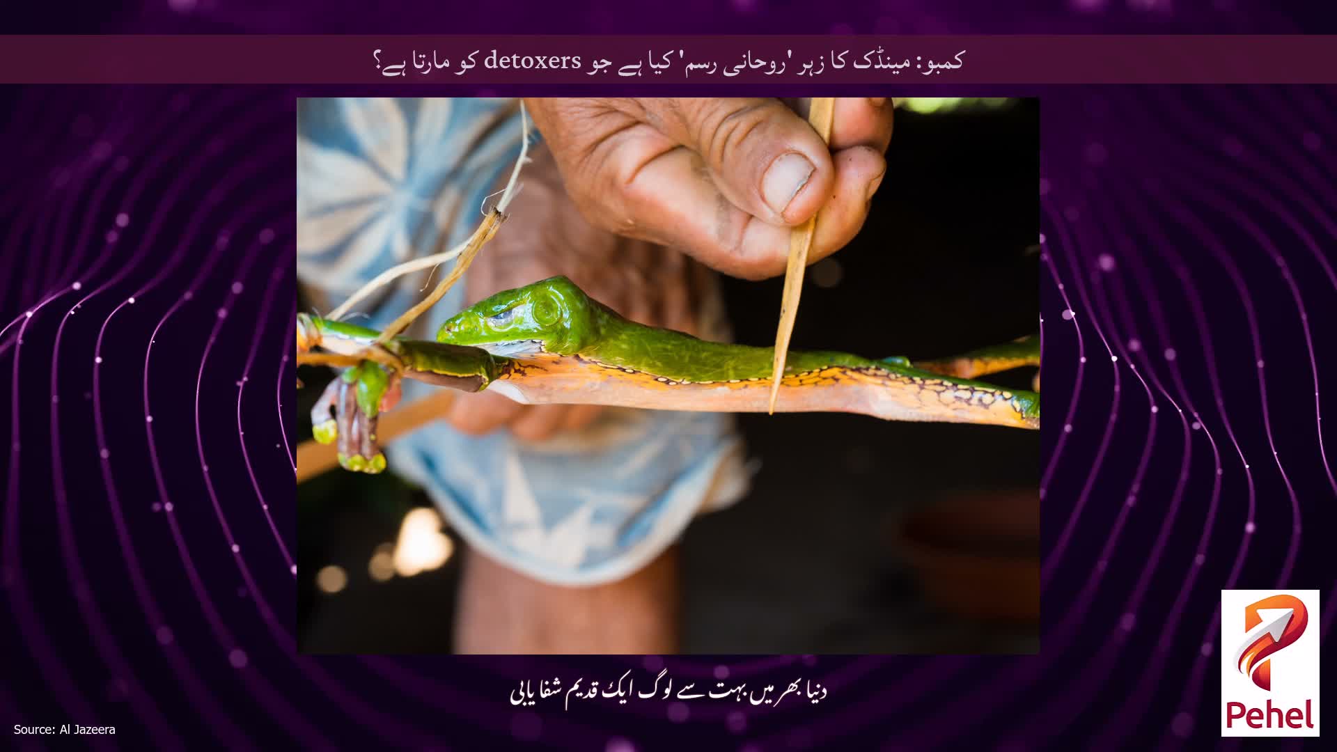 کمبو: مینڈک کا زہر 'روحانی رسم' کیا ہے جو detoxers کو مارتا ہے؟