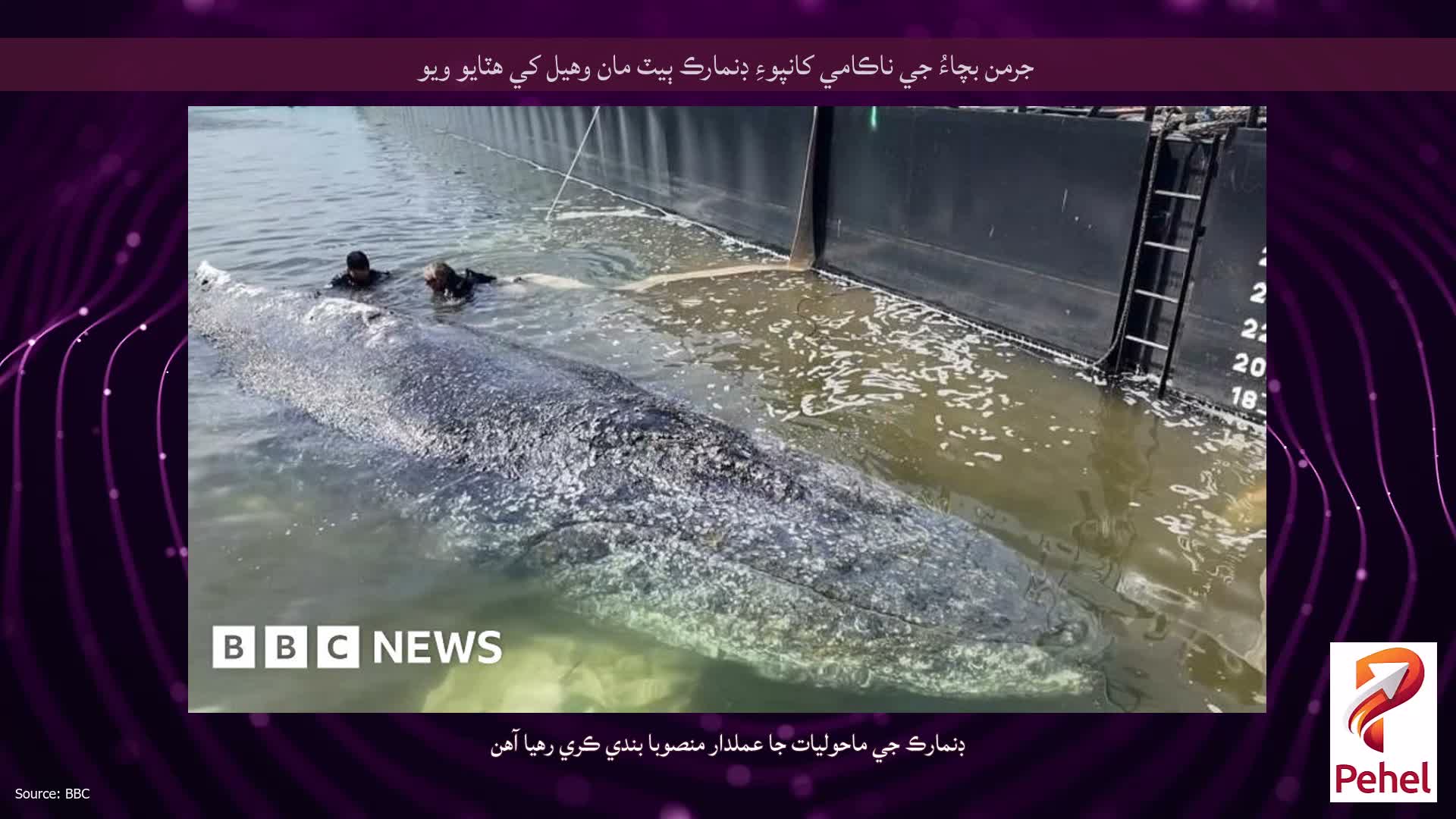 جرمن بچاءُ جي ناڪامي کانپوءِ ڊنمارڪ ٻيٽ مان وهيل کي هٽايو ويو