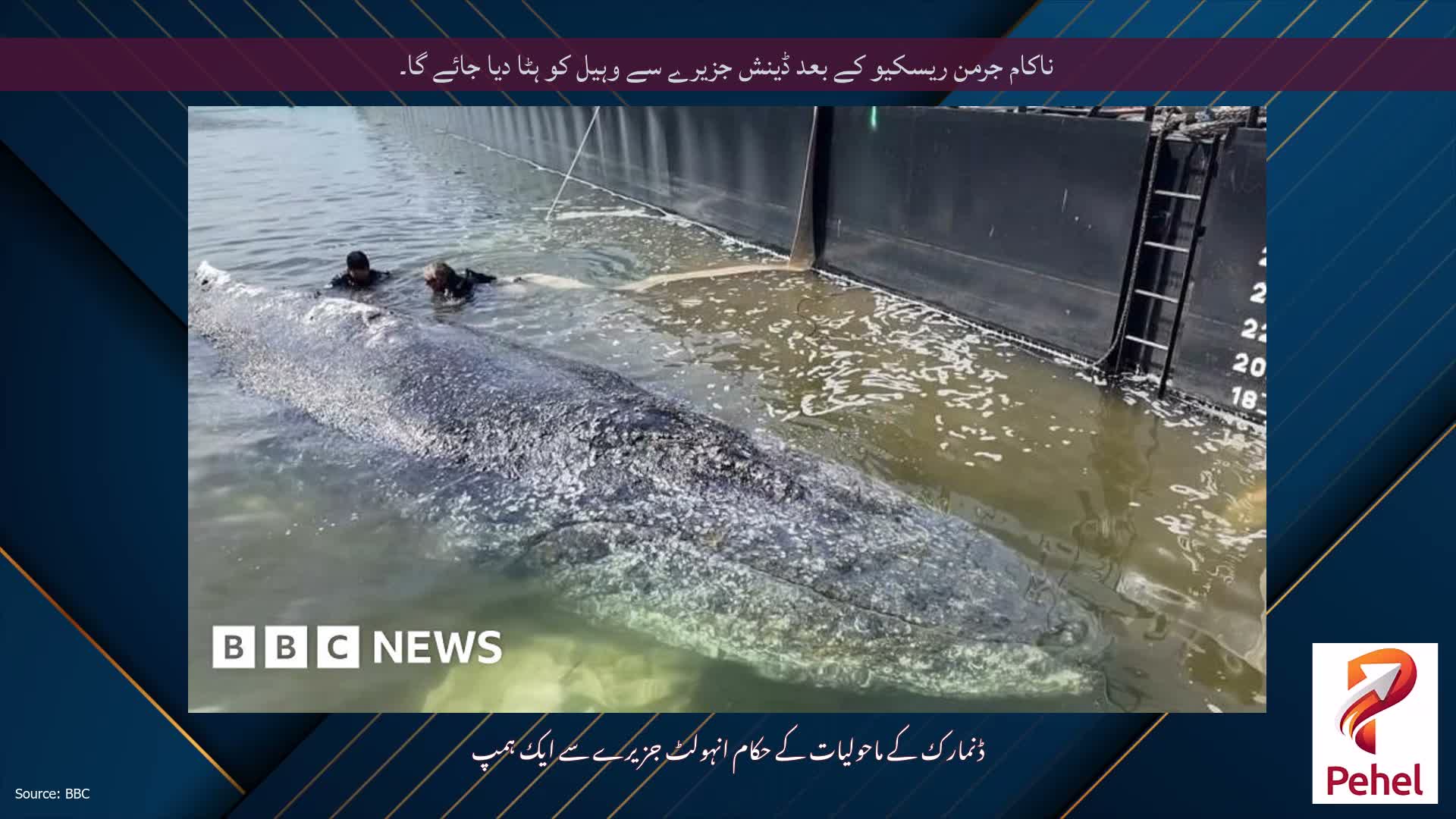 ناکام جرمن ریسکیو کے بعد ڈینش جزیرے سے وہیل کو ہٹا دیا جائے گا۔